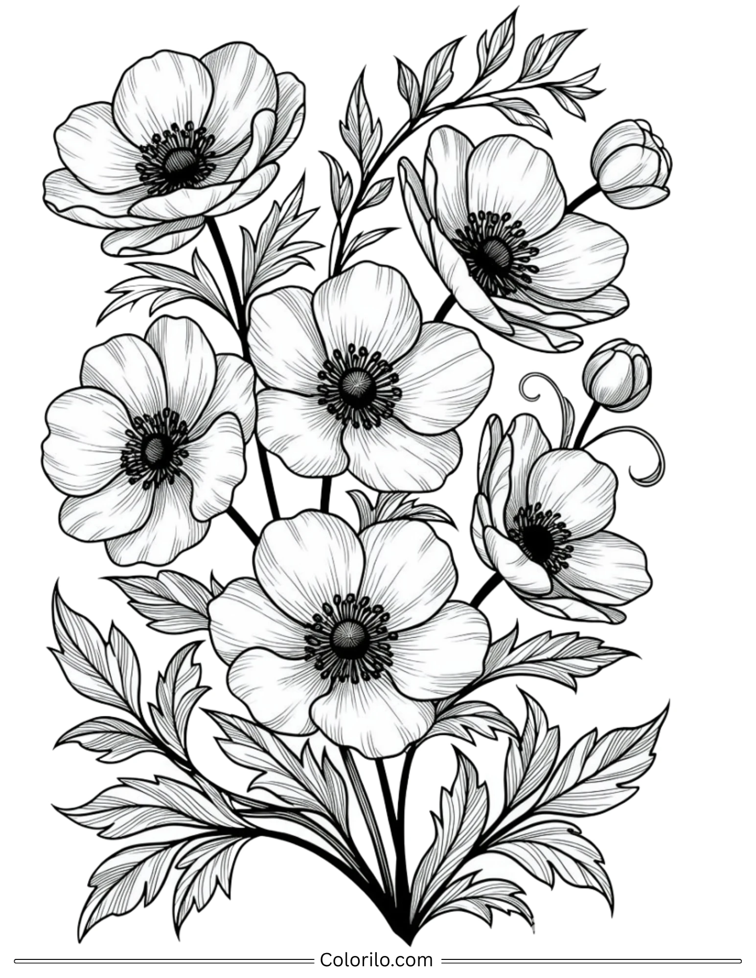 Anemone flowers with leaves coloring page for adults