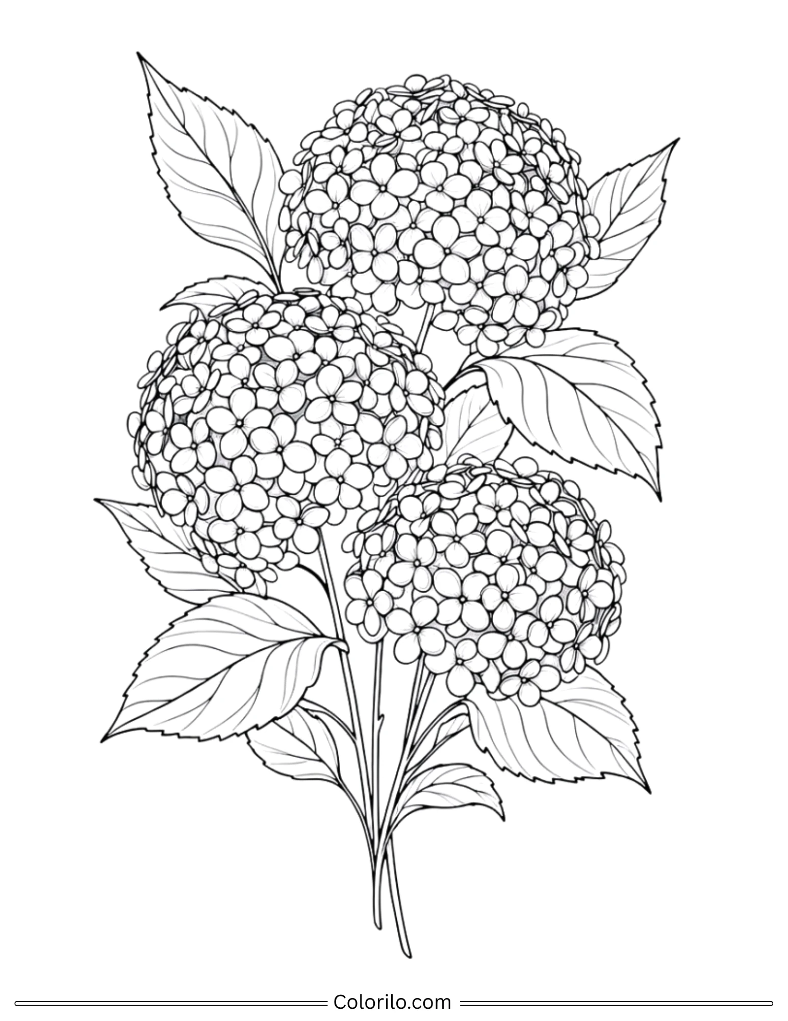 Hydrangea flowers with leaves coloring page