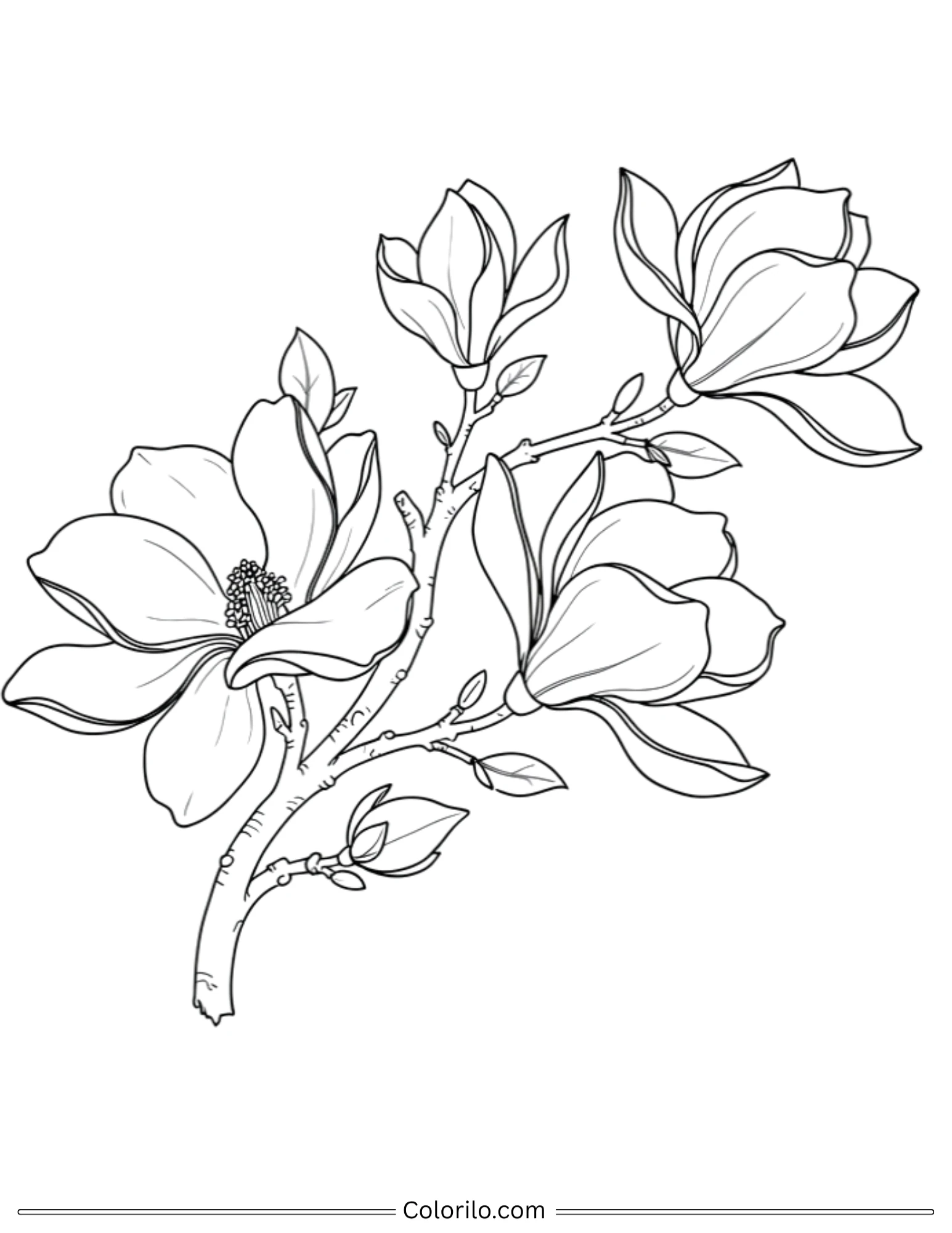 Magnolia branch with blooms coloring page