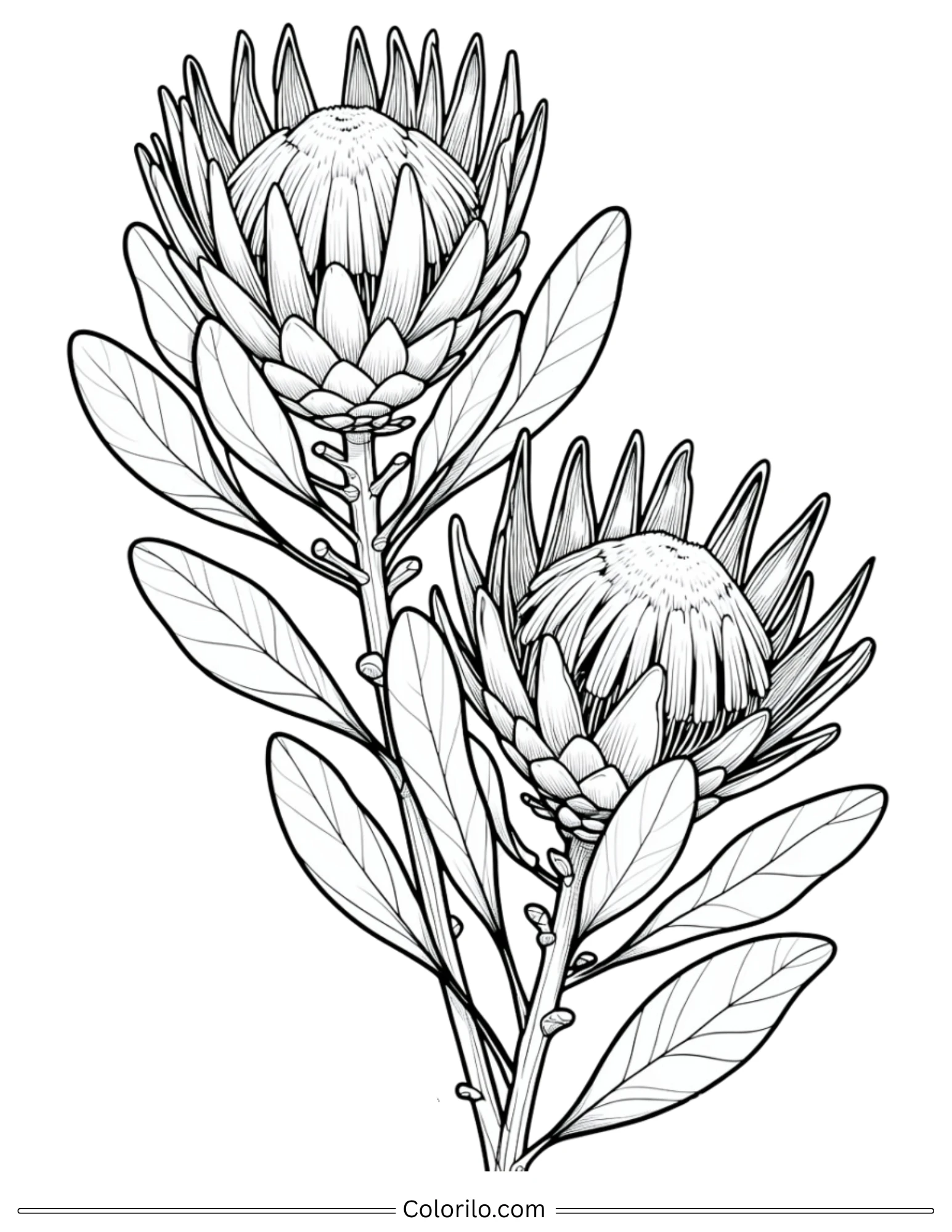 Protea flowers with leaves coloring page
