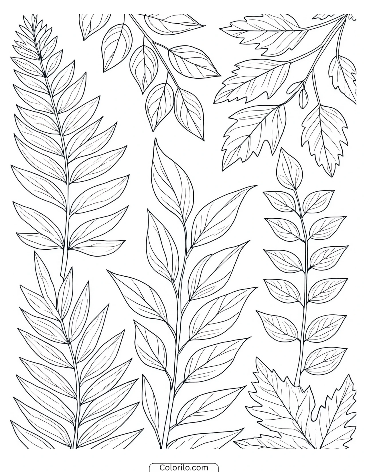 An assortment of botanical leaf shapes coloring page