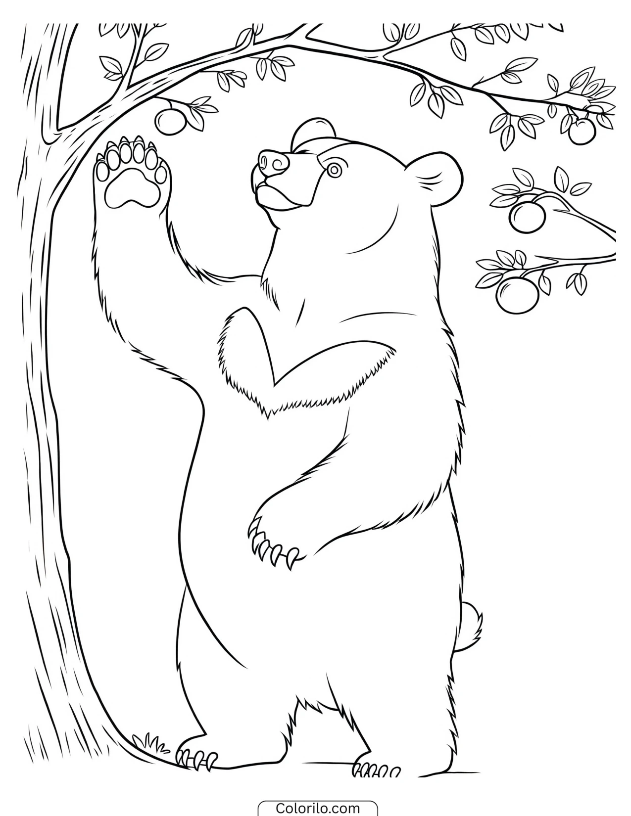 Bear reaching up to pick fruit from a branch coloring page