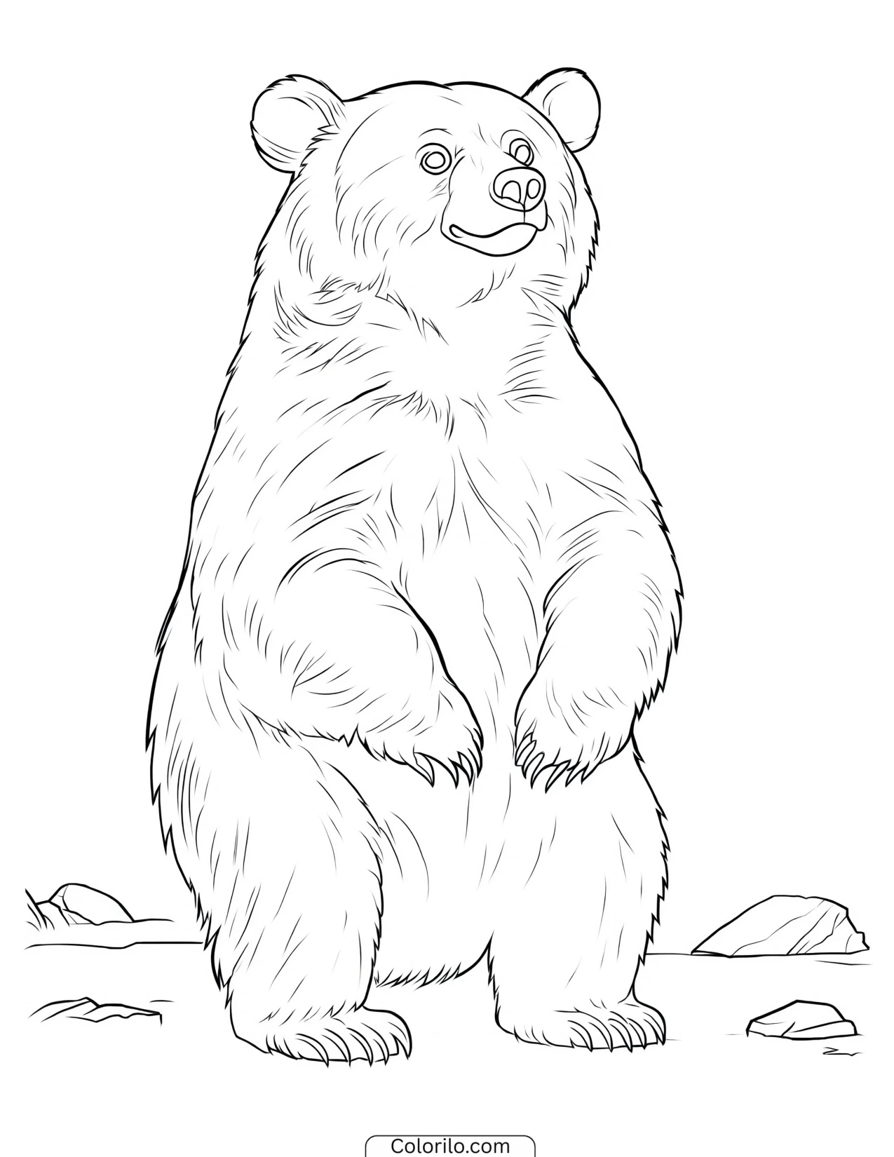 Bear standing upright on its hind legs coloring page