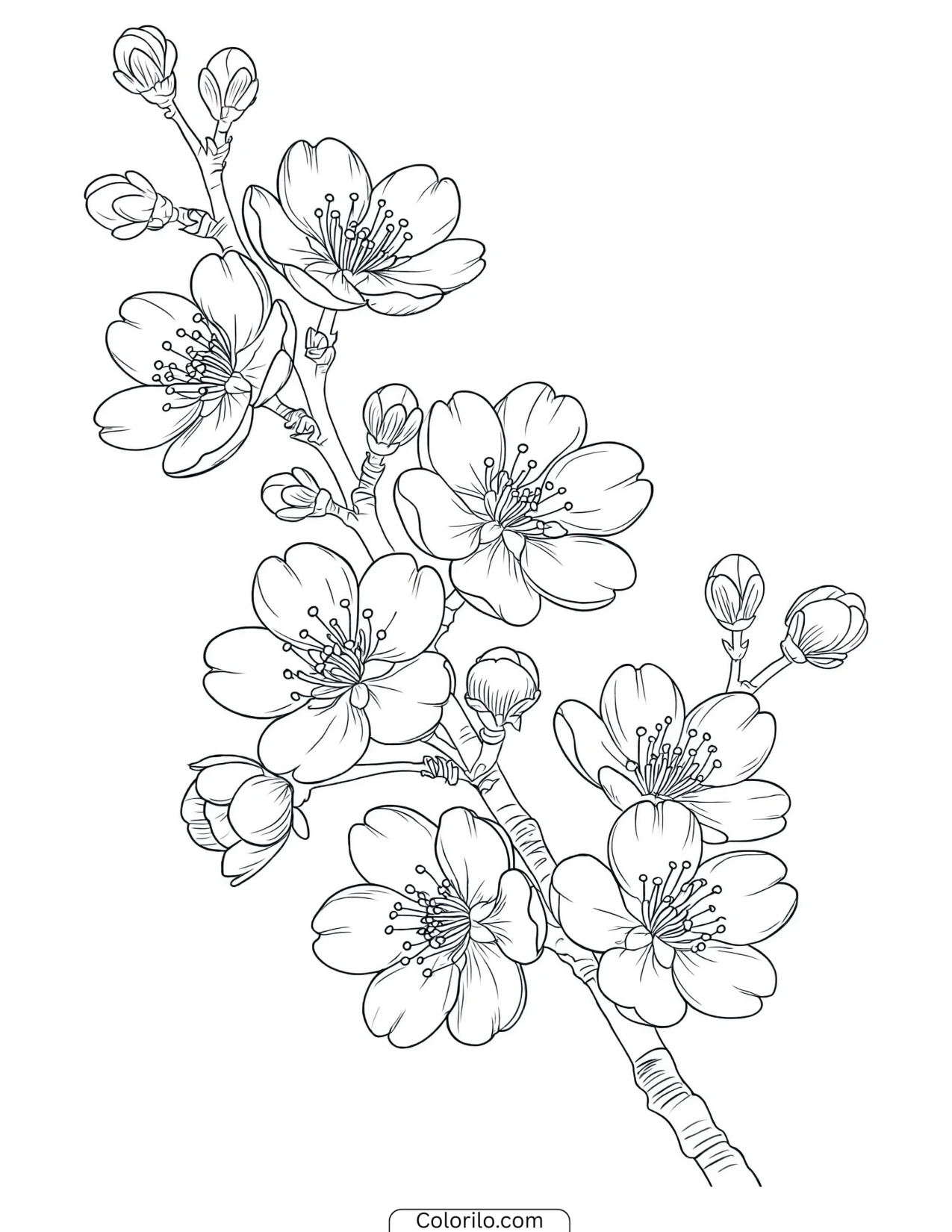 Cherry branch in full bloom coloring page