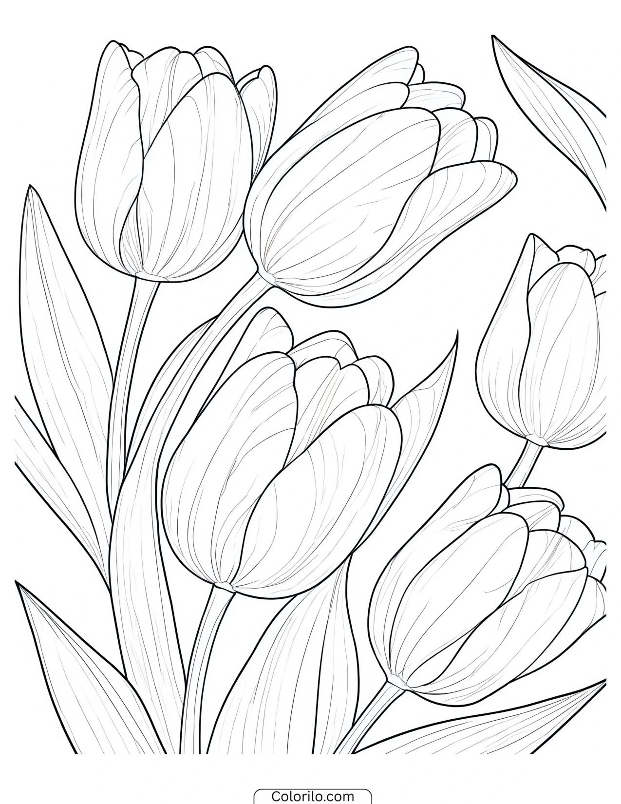 Cluster of tulips in bloom coloring page