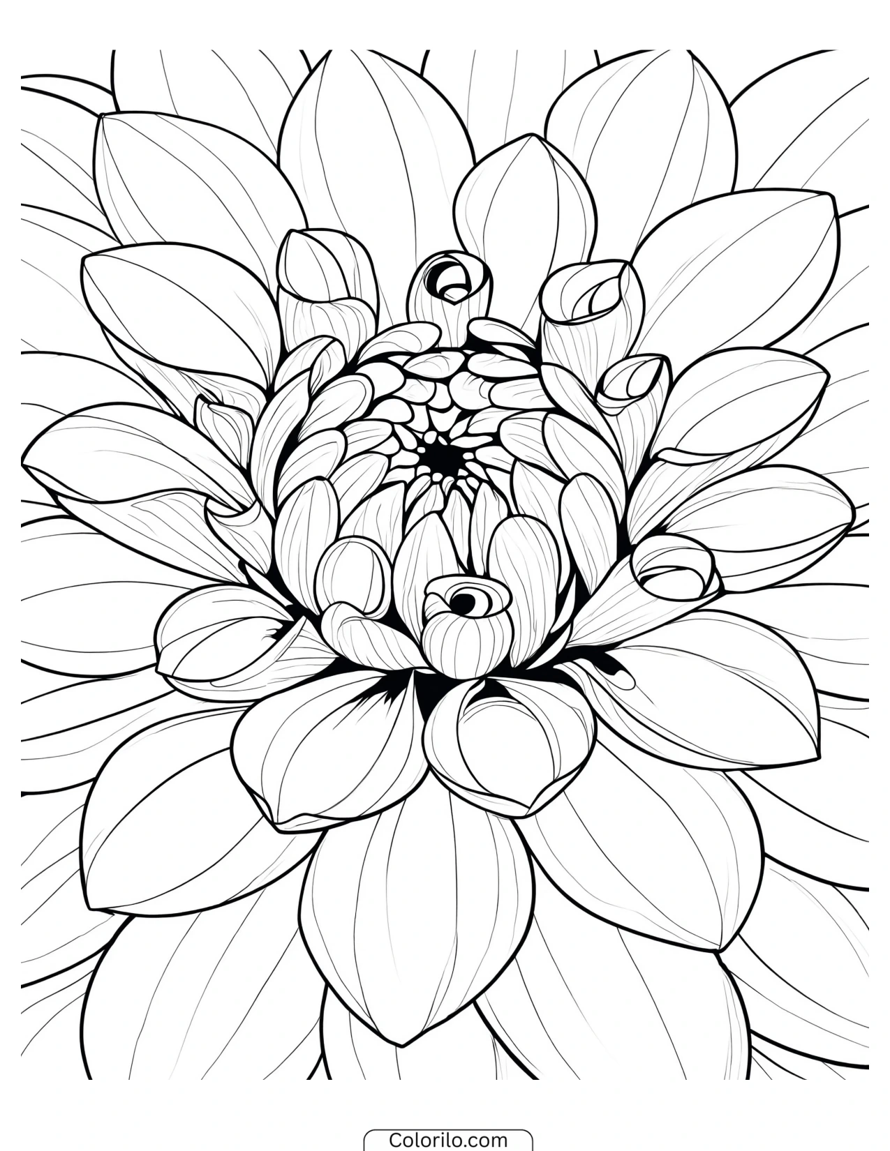 Dahlia drawn in bold simple outline coloring page