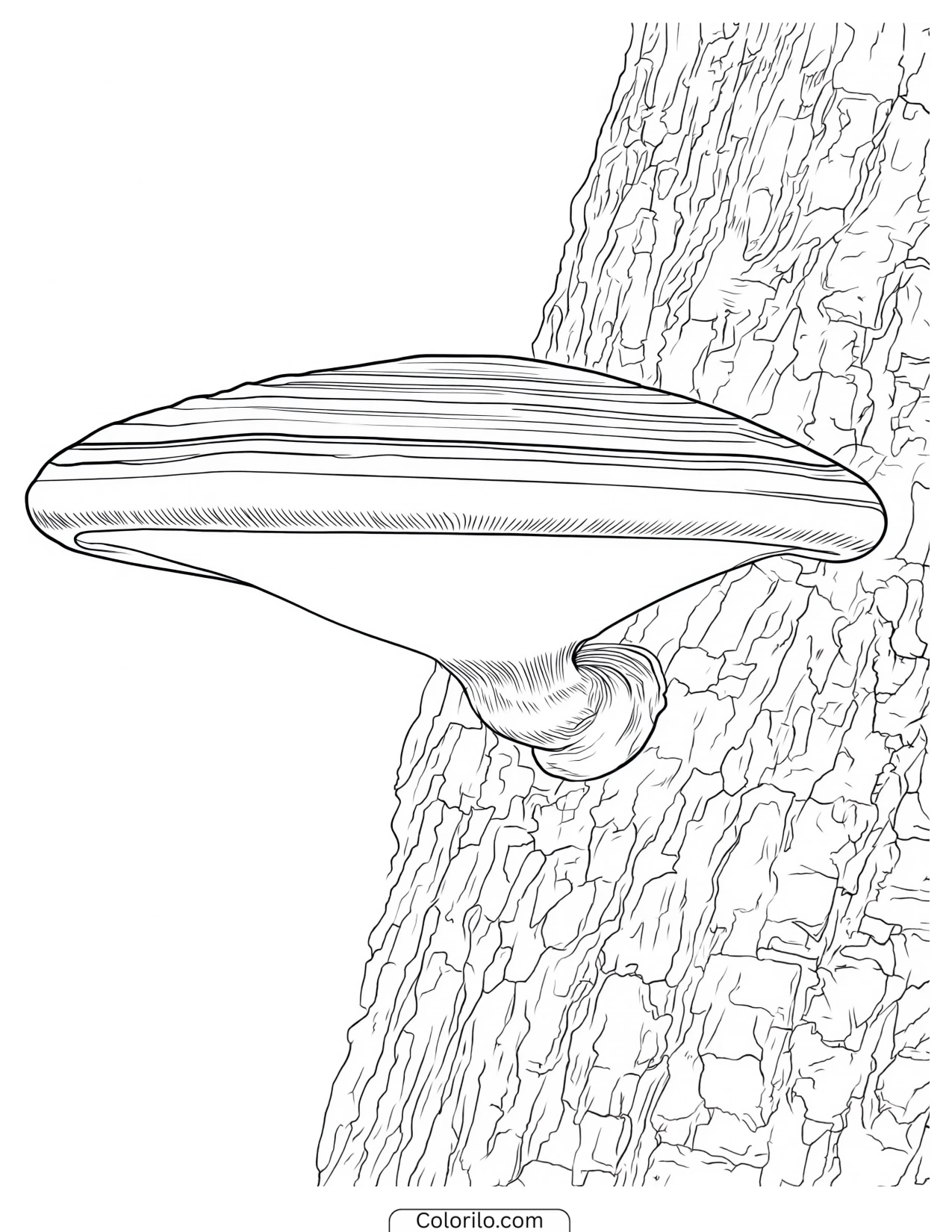 Bracket fungus growing from a tree trunk coloring page