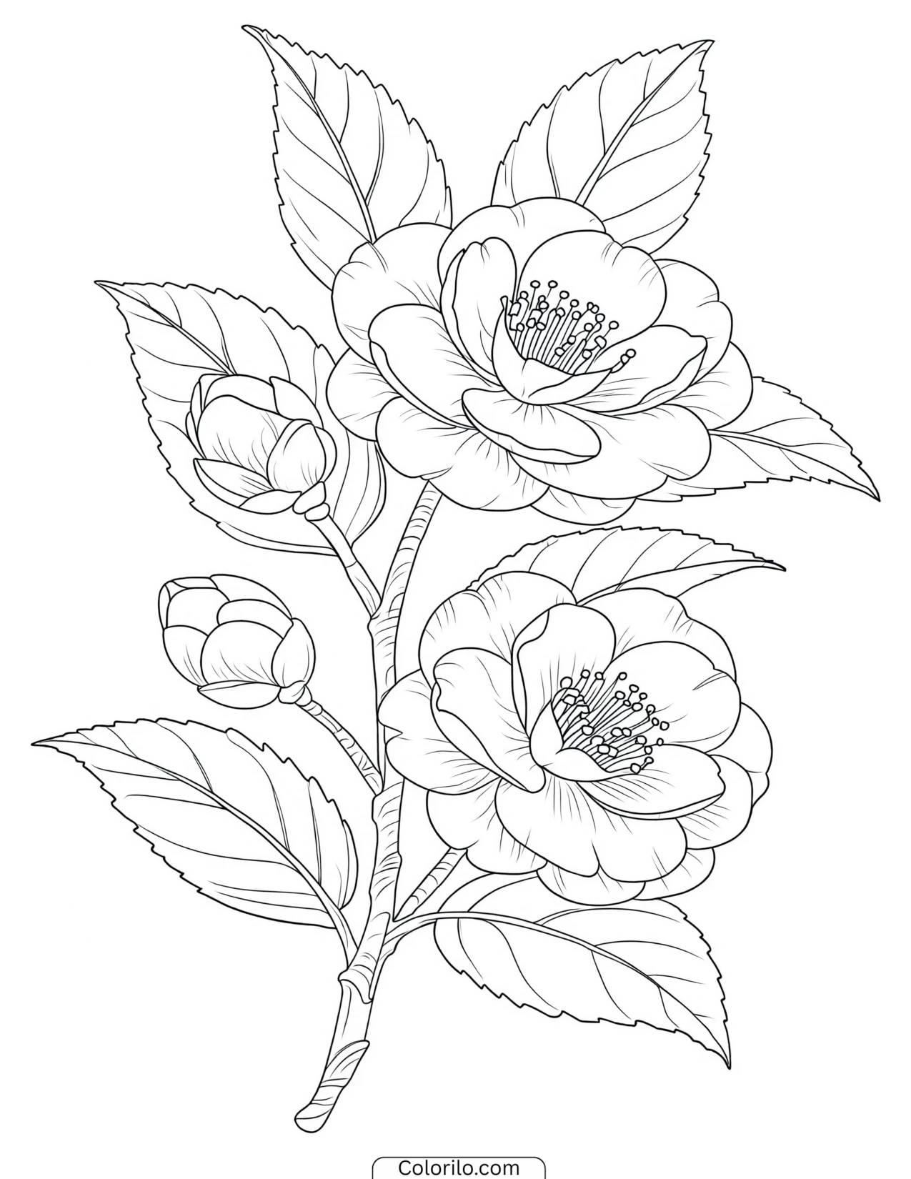 Camellia branch with unopened buds coloring page