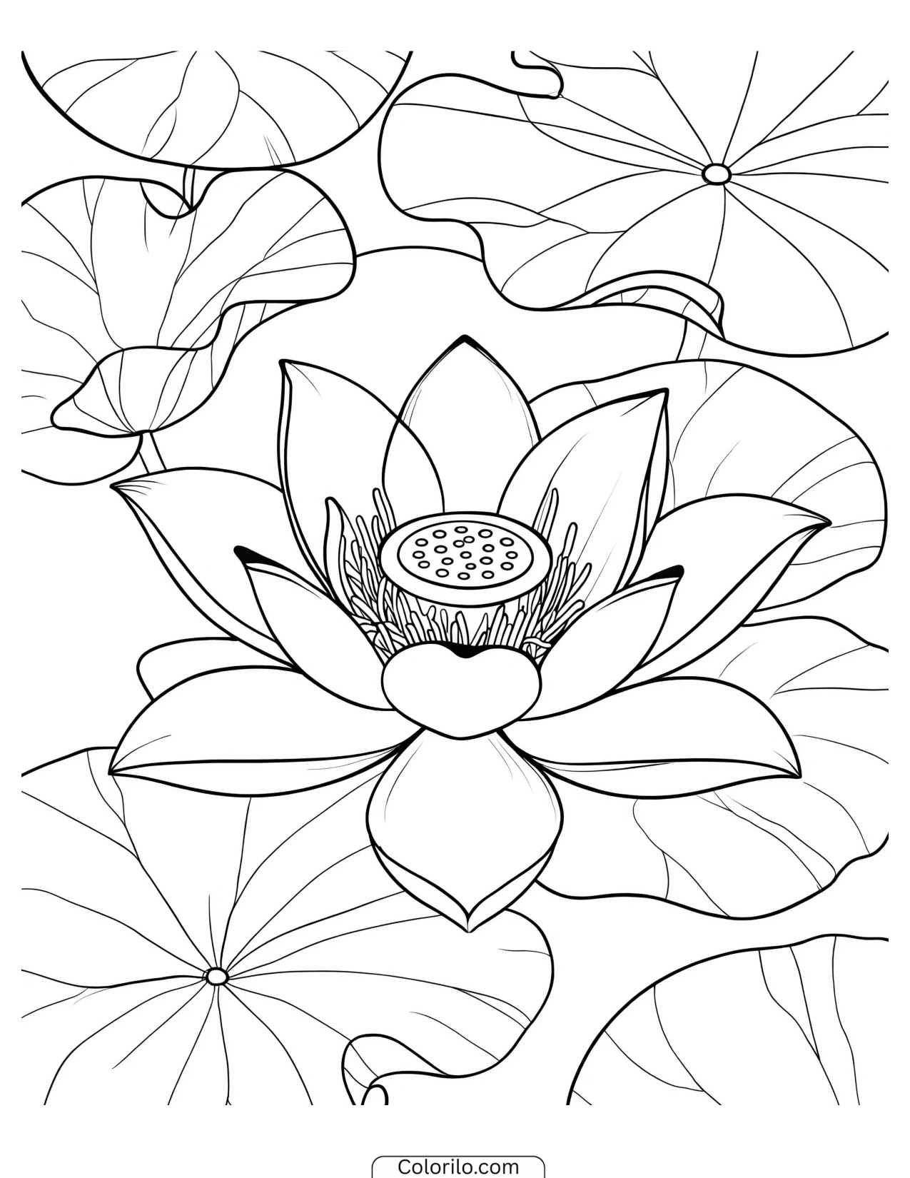 Lotus flower centred among its leaves coloring page