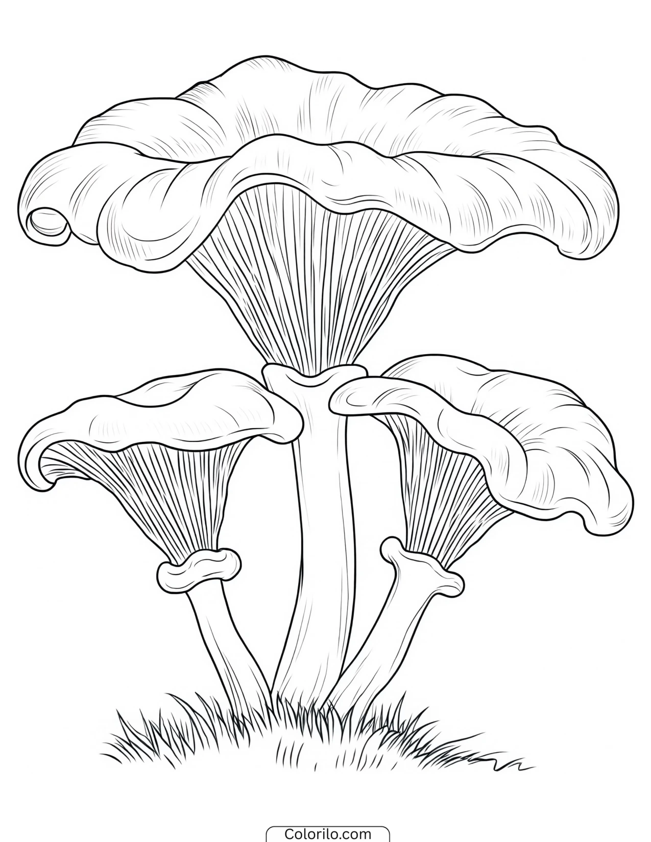 Chanterelle mushroom with its funnel cap and ridges coloring page