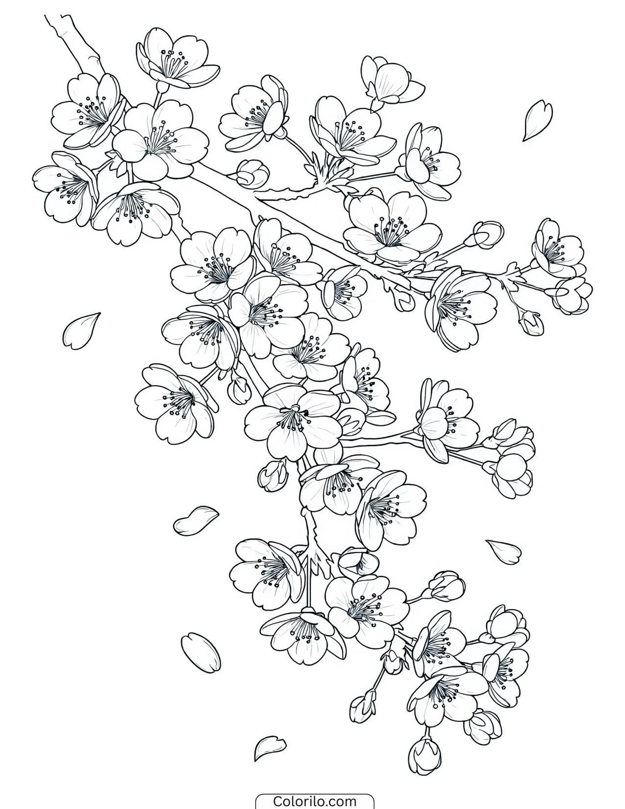 Spray of cherry blossom across a branch coloring page