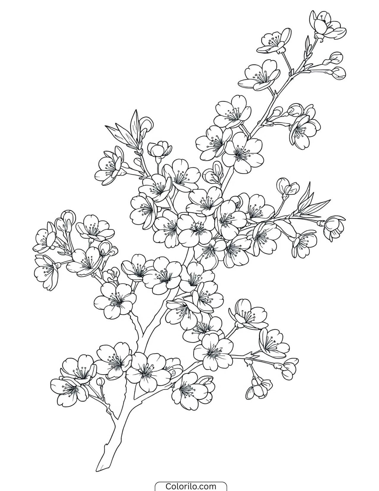 Single branch of cherry blossom coloring page