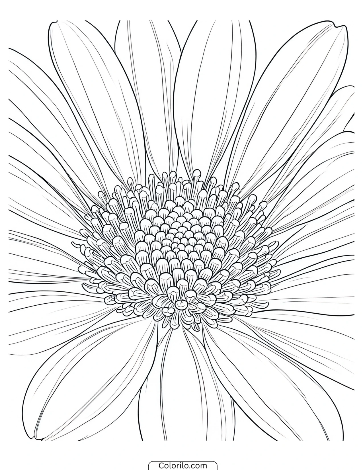 Close-up study of a single daisy coloring page