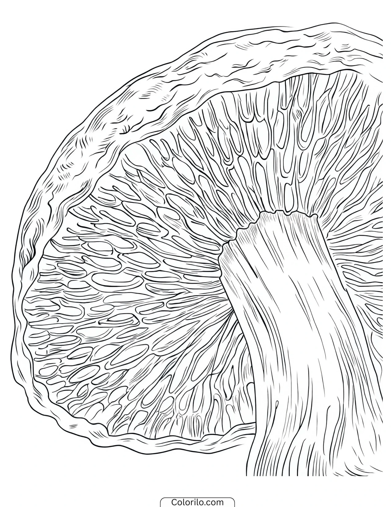 Close-up of the gills beneath a mushroom cap coloring page