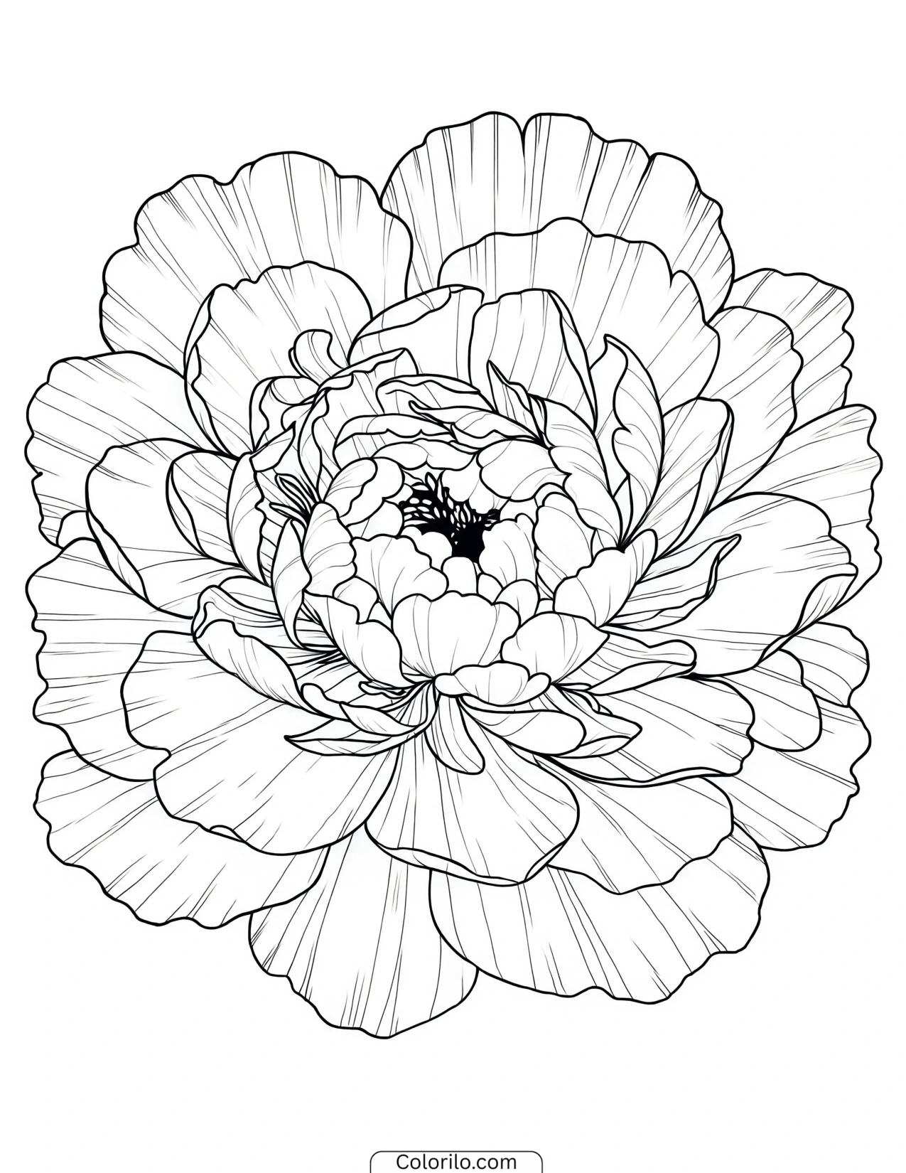 Close-up drawing of a peony bloom coloring page