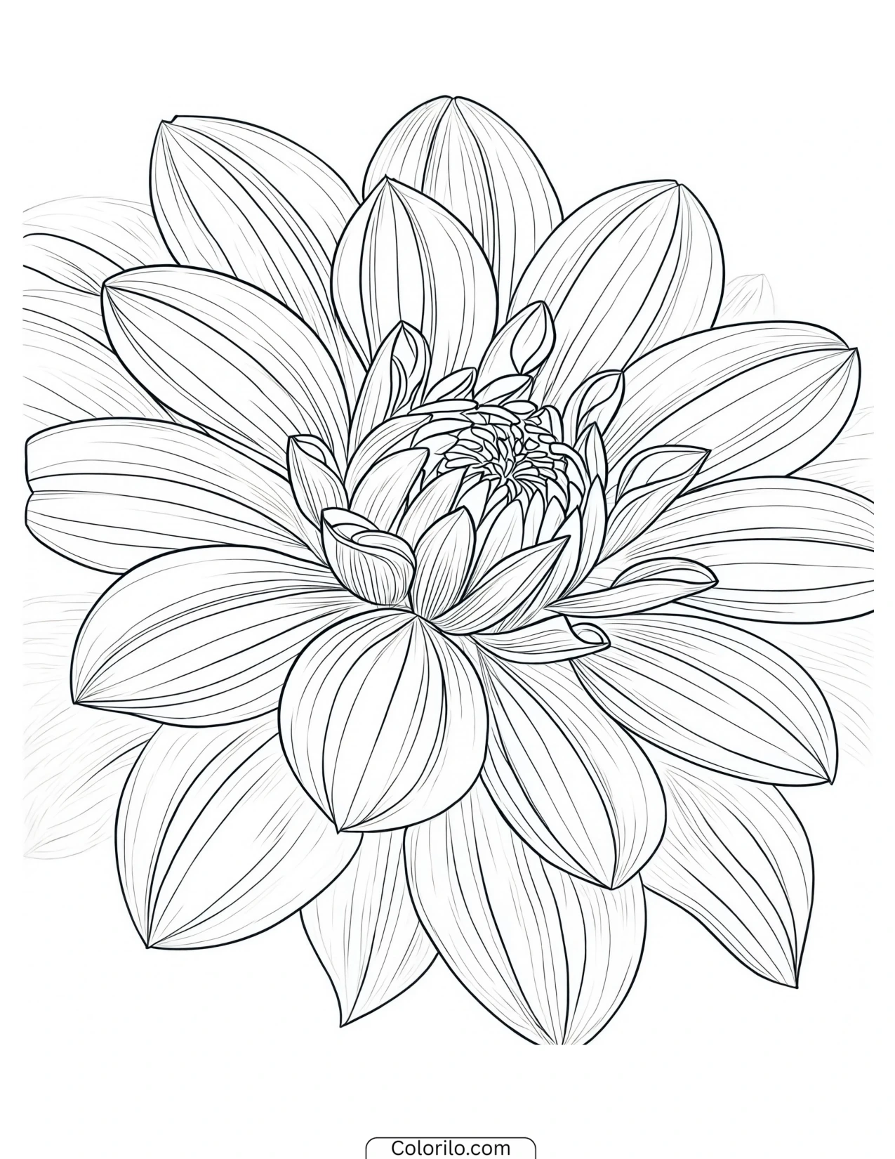 Close-up of a dahlia showing its layered petals coloring page