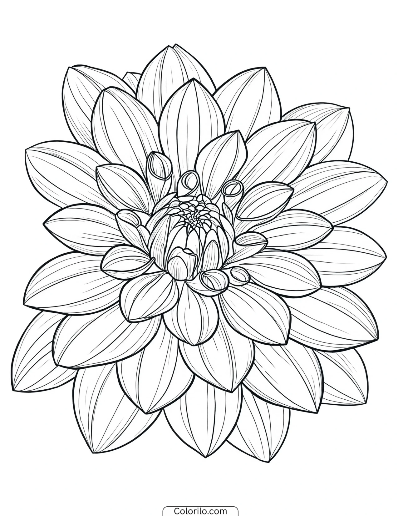 Dahlia drawn with fine petal detail coloring page