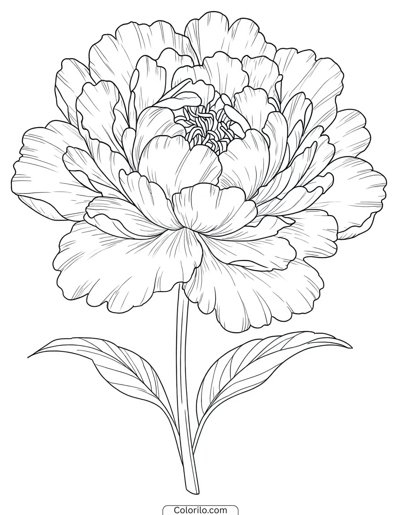 Peony drawn with dense layered petals coloring page