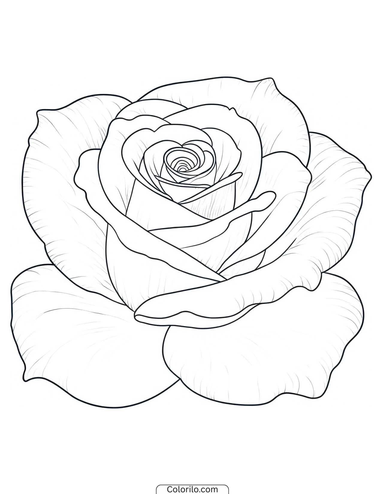 Rose bloom drawn in fine detail coloring page