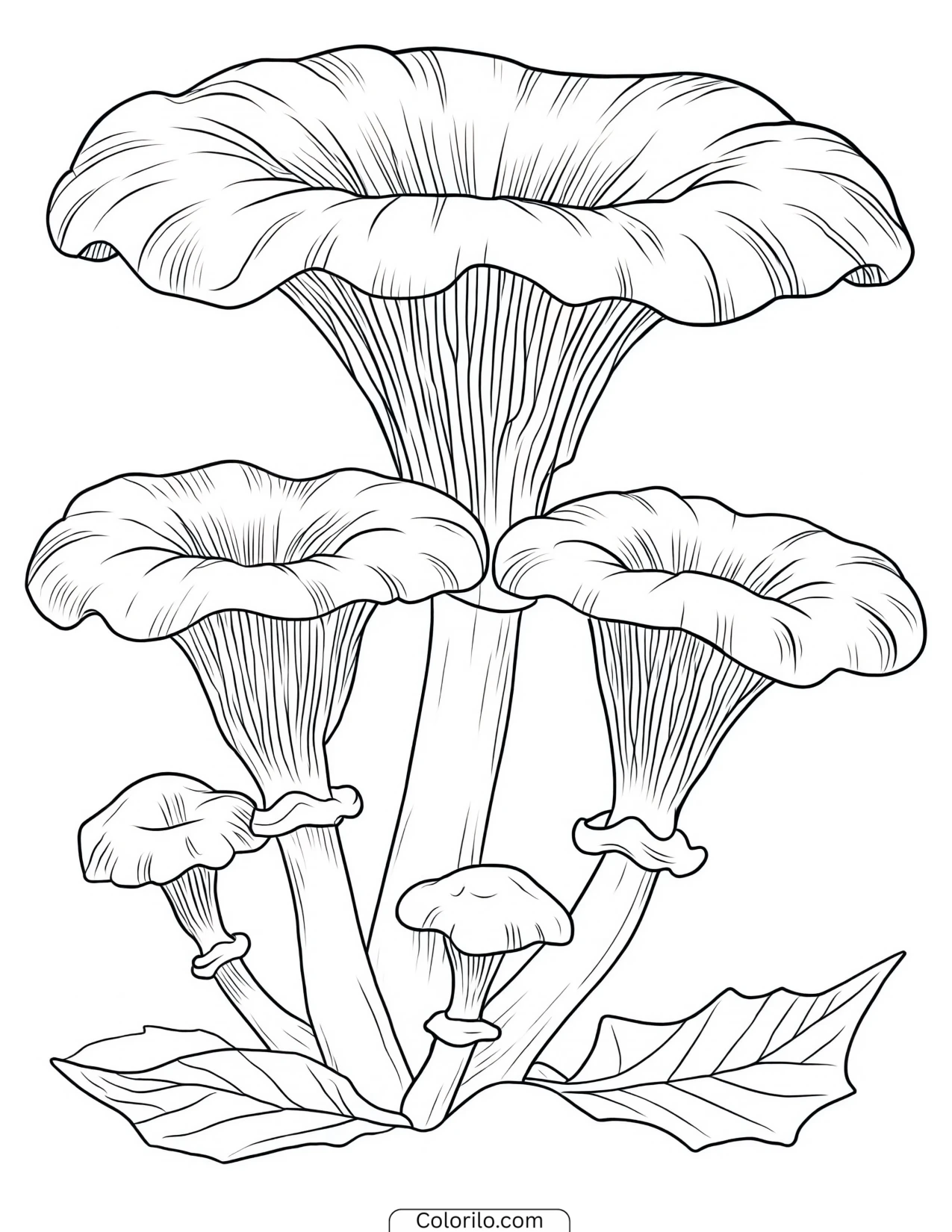 Trumpet-shaped funnel mushrooms coloring page