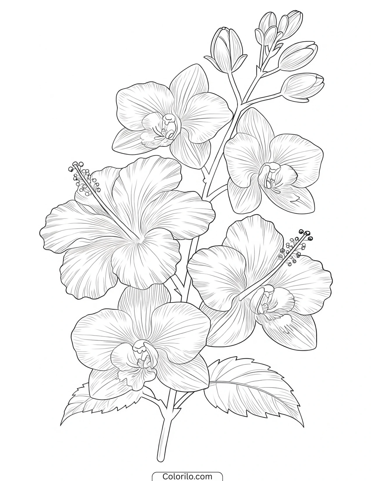 Hibiscus and orchid blooms together coloring page
