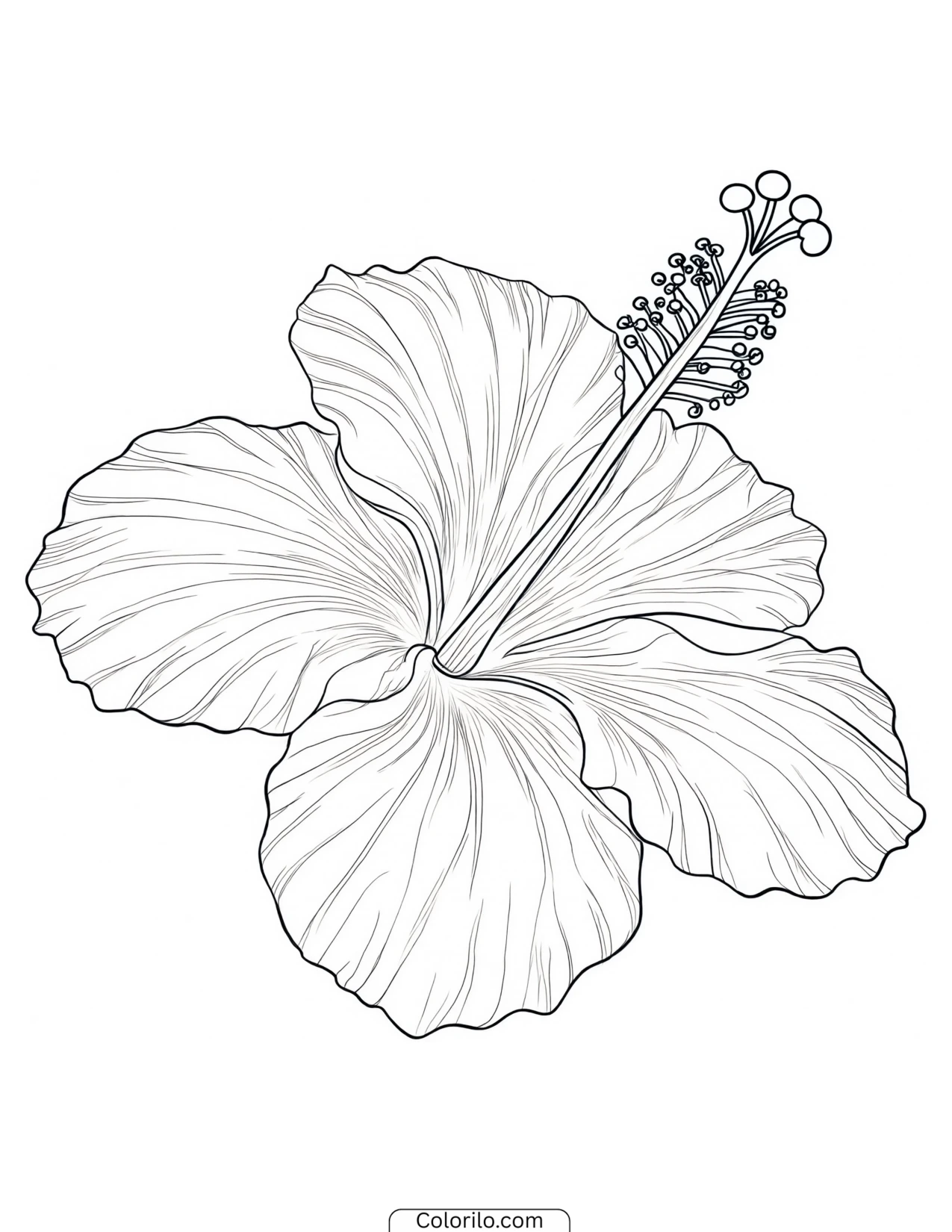 Botanical study of a hibiscus blossom coloring page