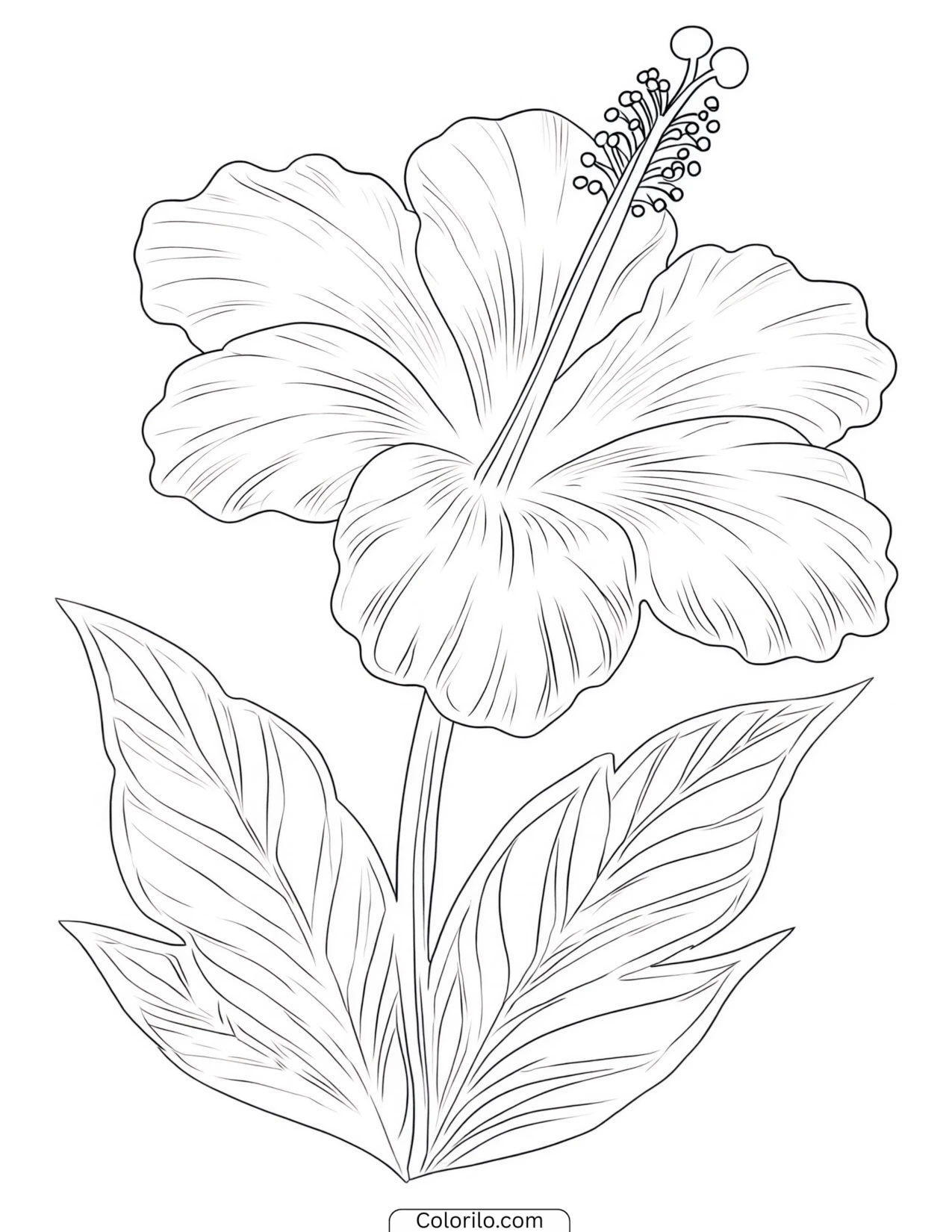Hibiscus blossom with its leaves coloring page