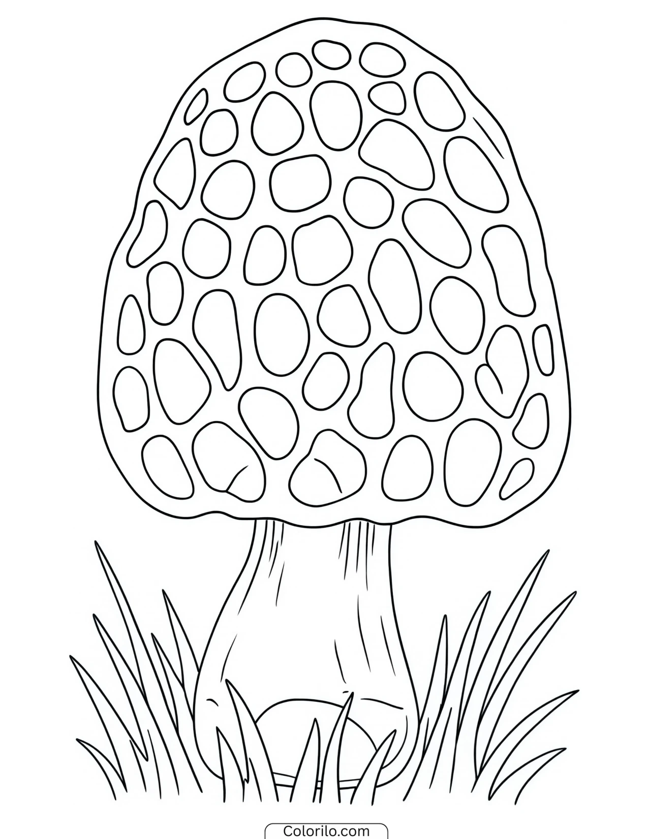 Morel mushroom with a honeycombed cap coloring page