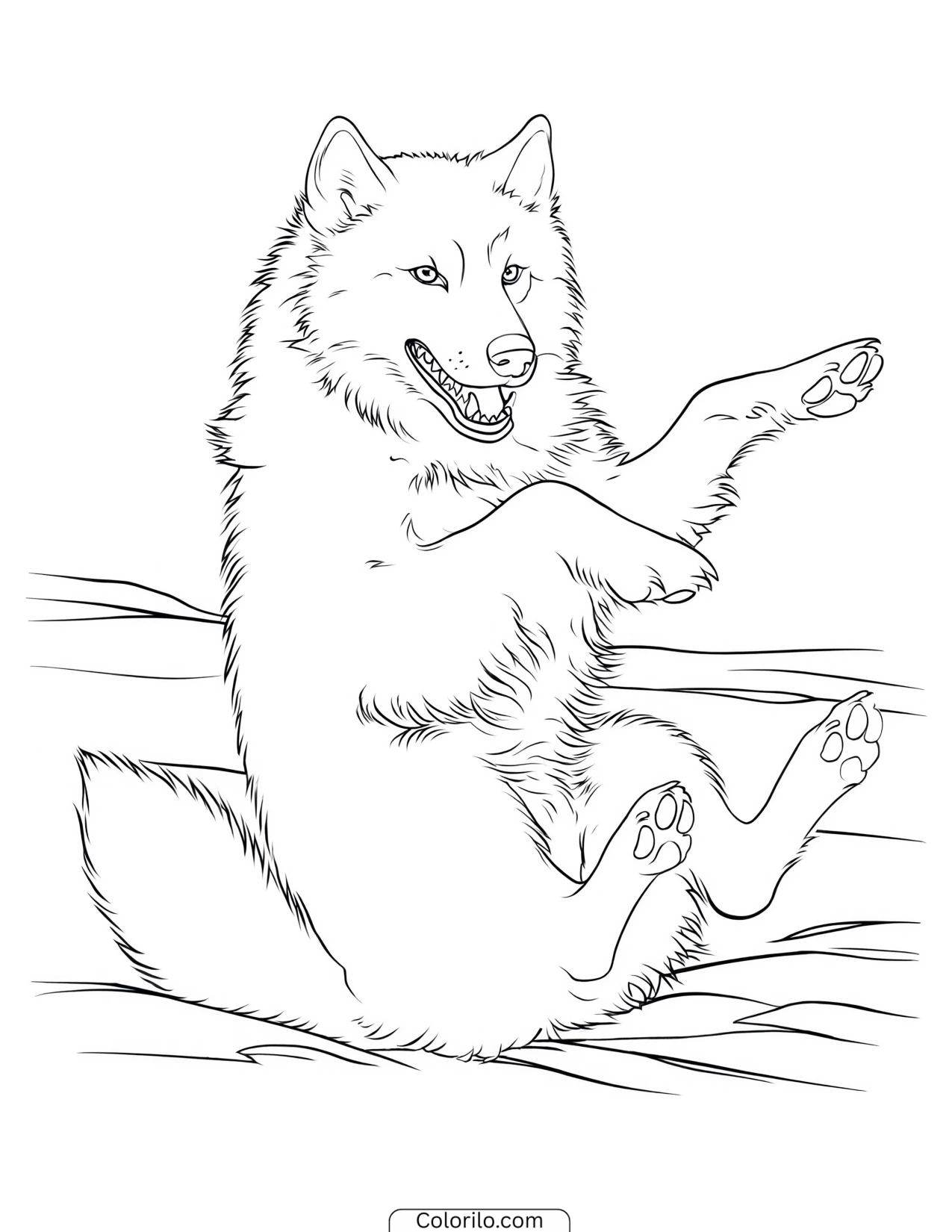 Husky rolling playfully onto its back coloring page