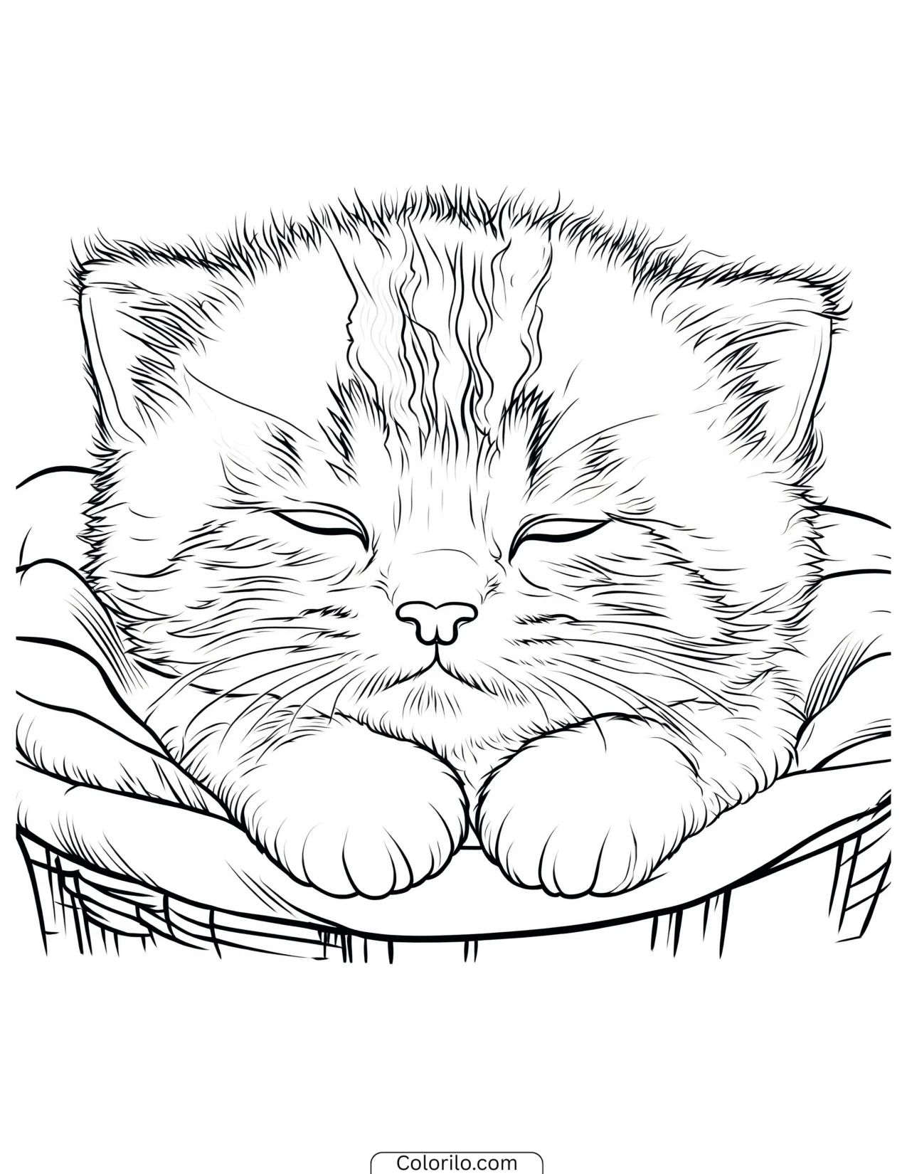 Kitten sleeping stretched over a blanket coloring page
