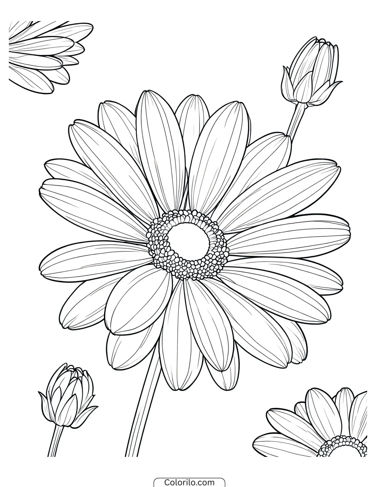 Large daisy bloom alongside closed buds coloring page