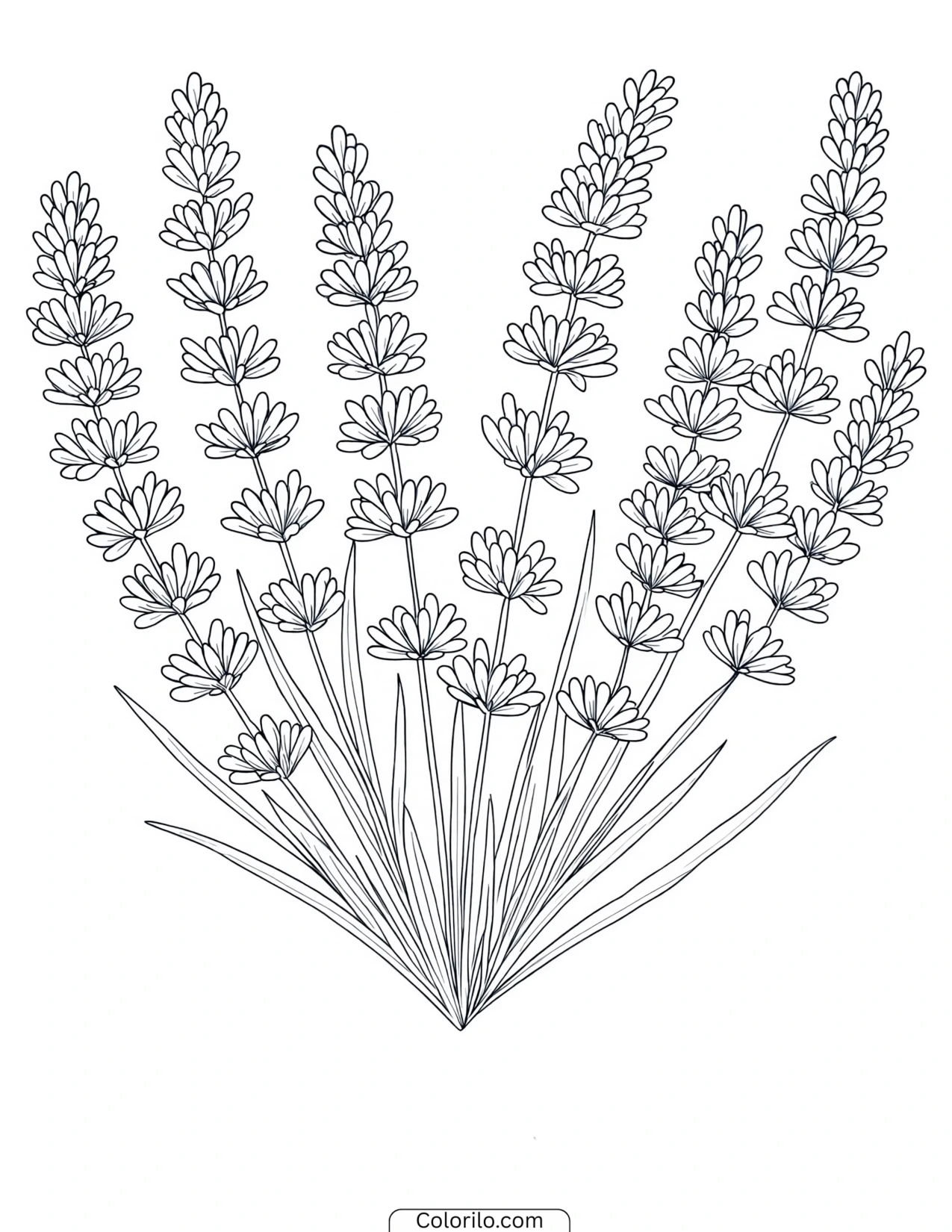 Single sprig of lavender in line art coloring page