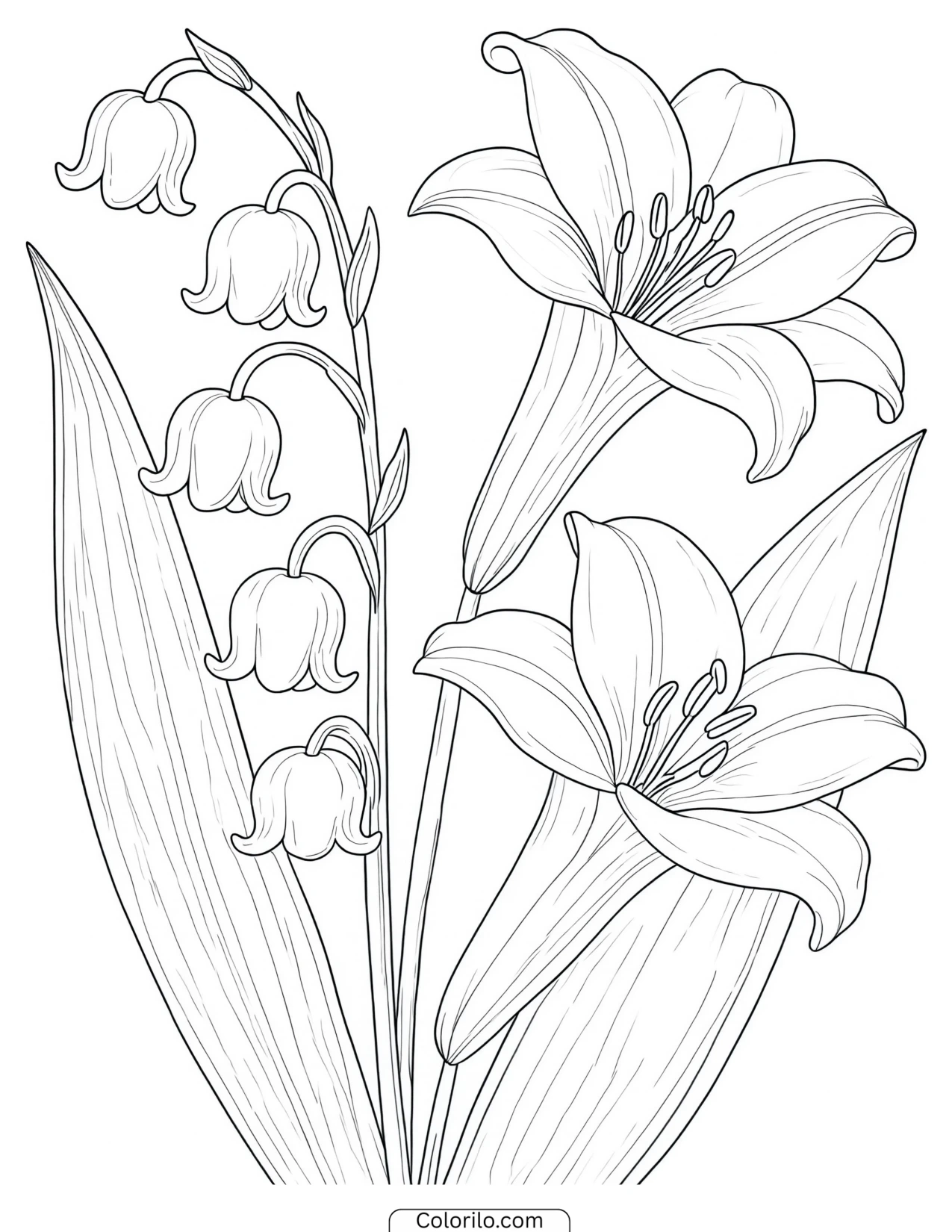 Lily blooms beside sprigs of lily of the valley coloring page
