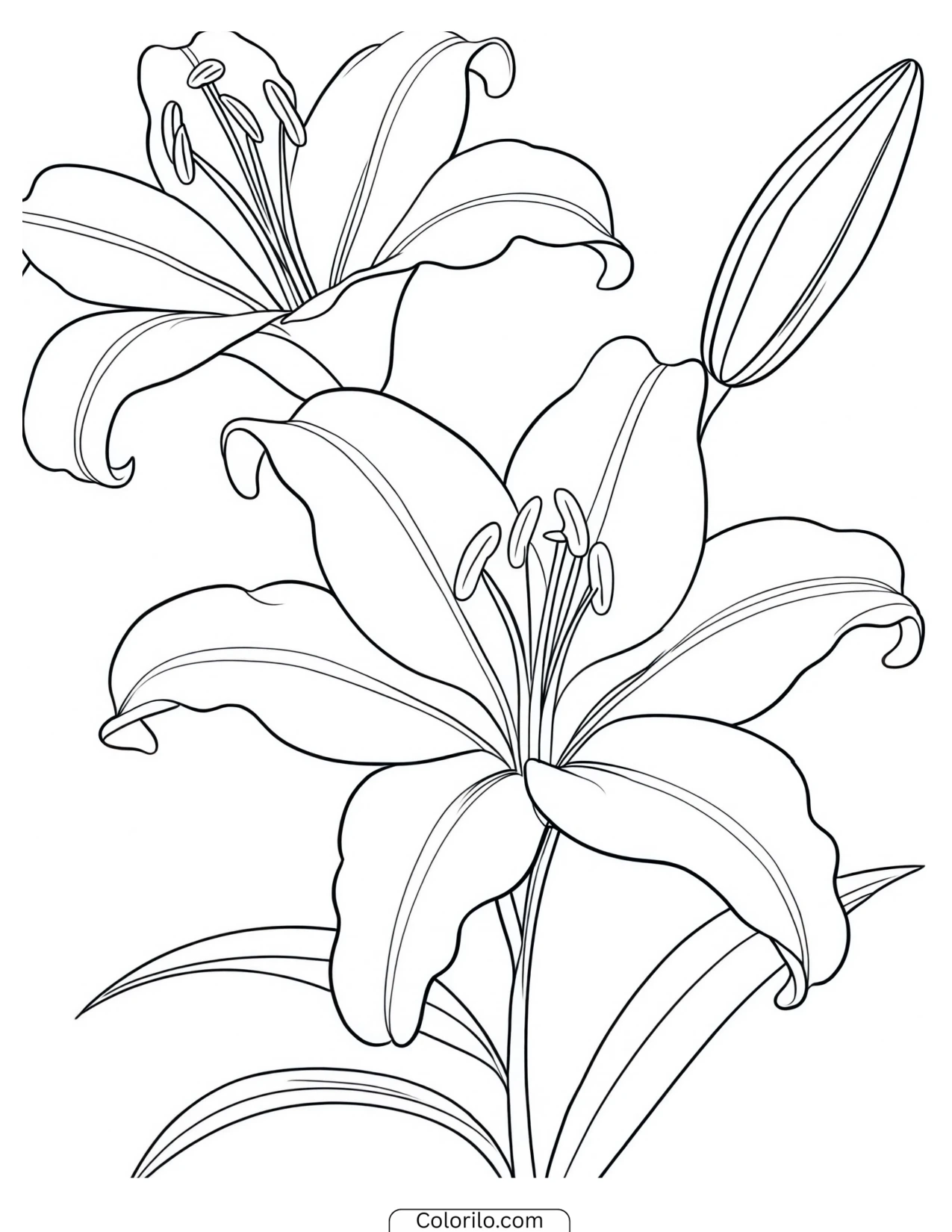 Open lily blooms with a single bud coloring page