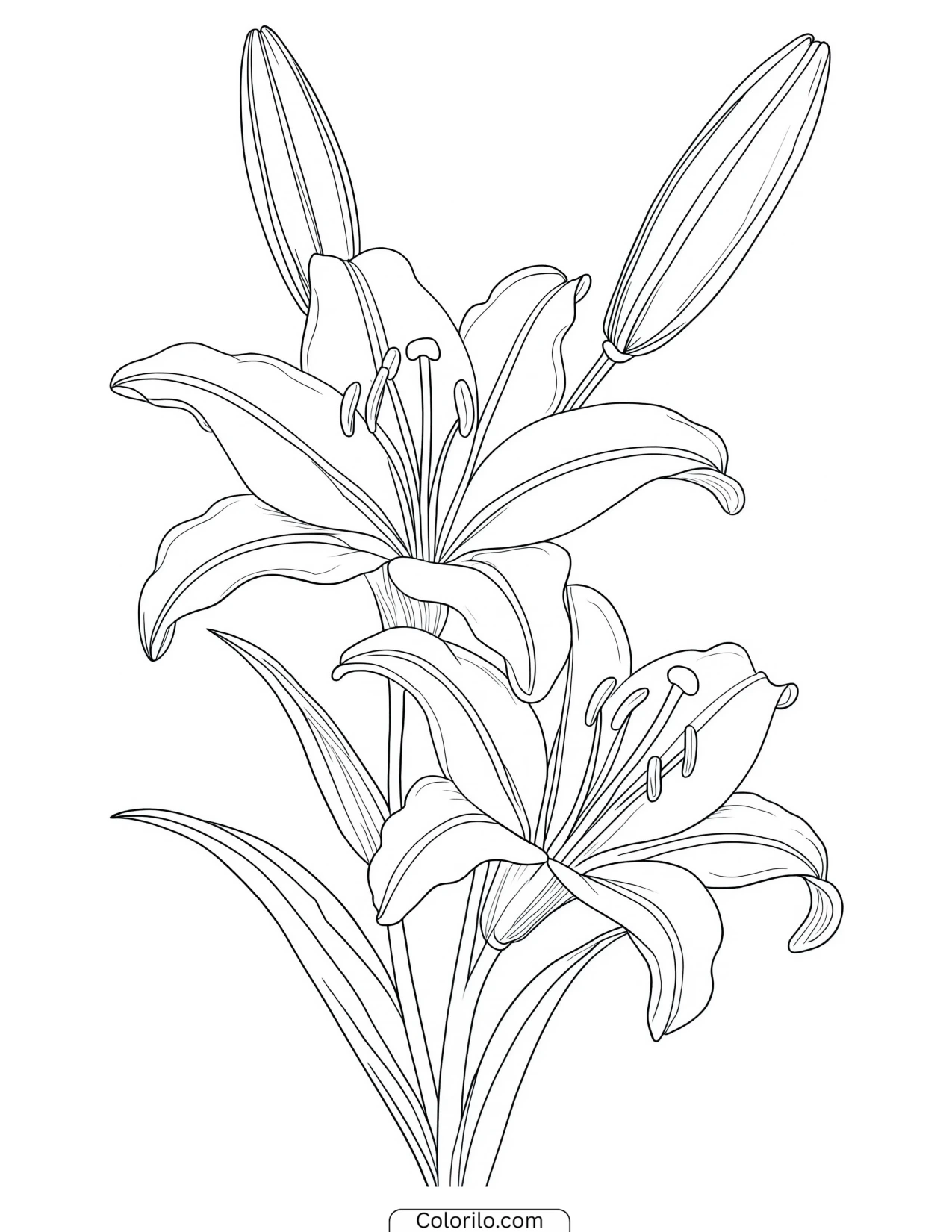 Lily blooms surrounded by several buds coloring page