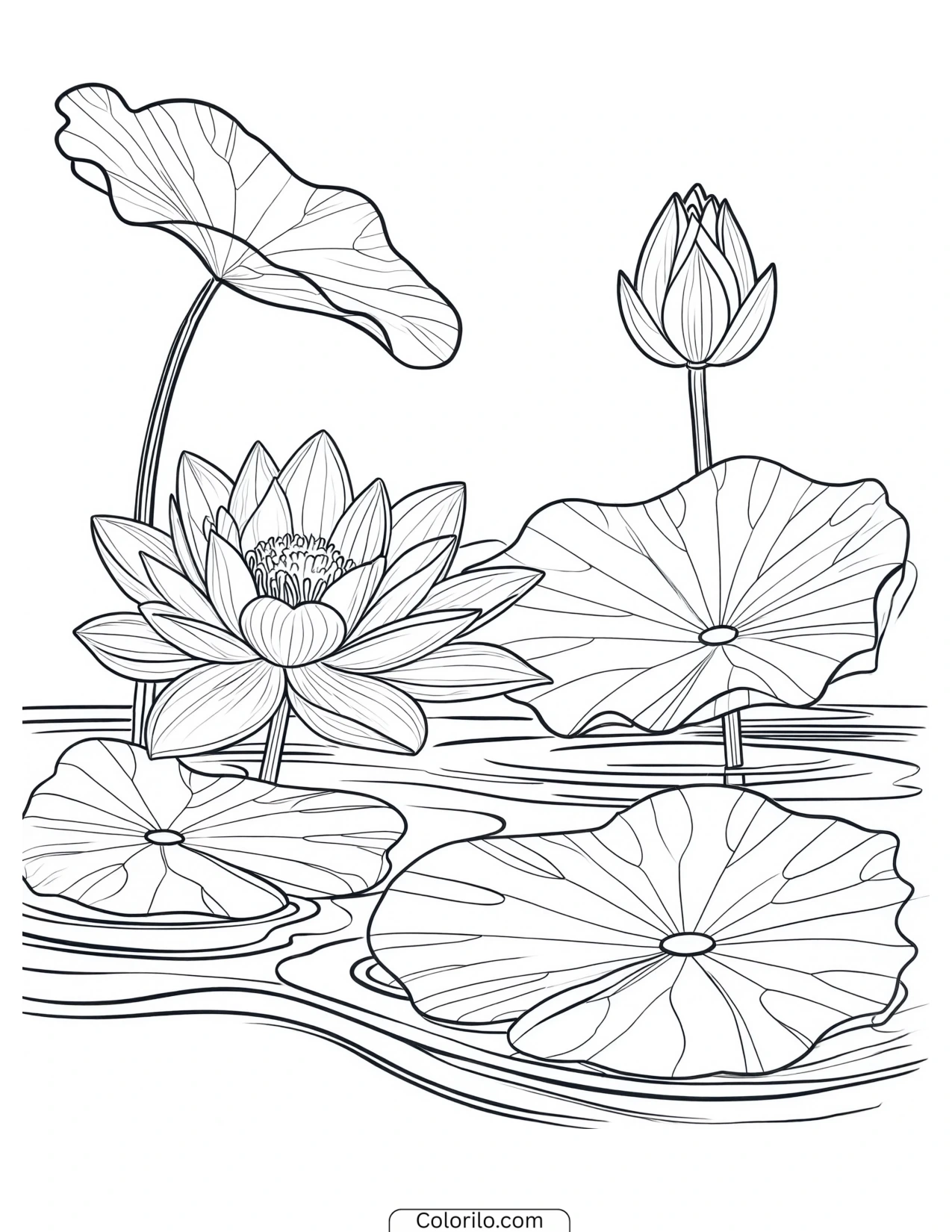 Lotus flower resting among lily pads coloring page
