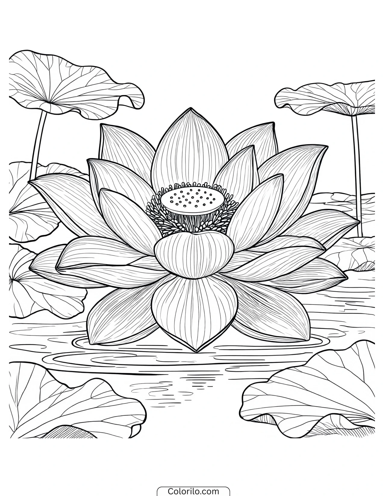 Lotus blossom floating on open water coloring page
