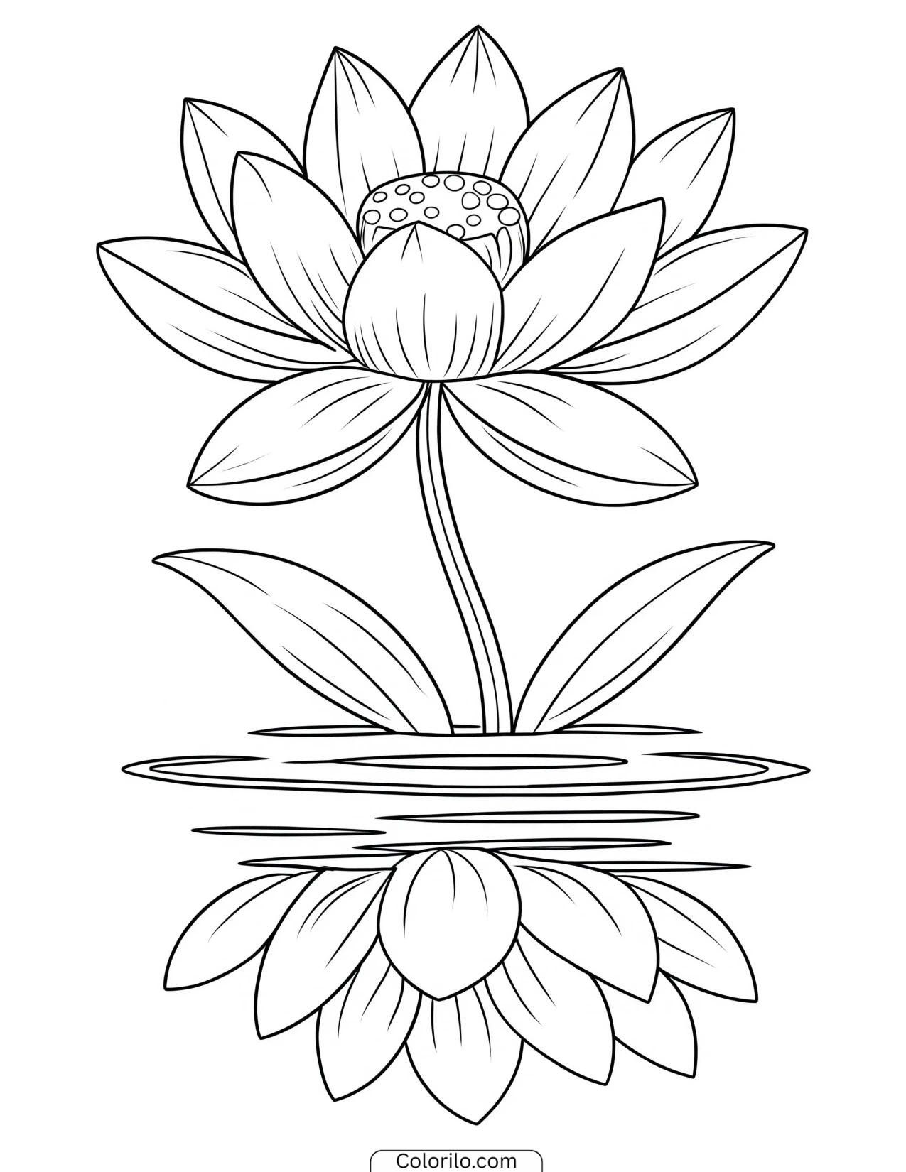 Lotus blossom mirrored in still water coloring page