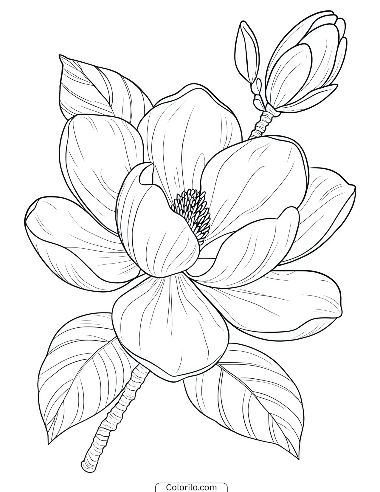 Magnolia bloom with an unopened bud coloring page