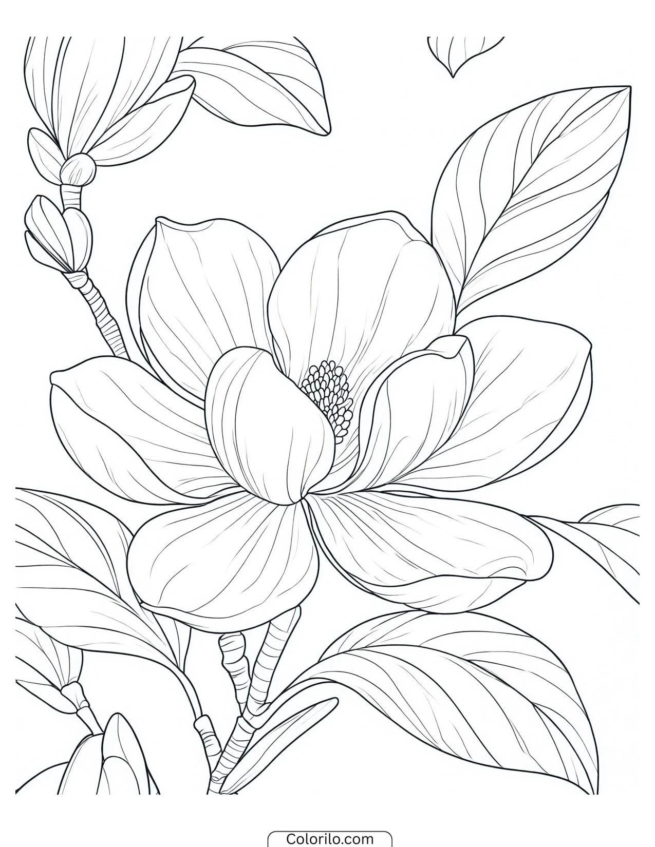Magnolia blossom framed by leaves coloring page