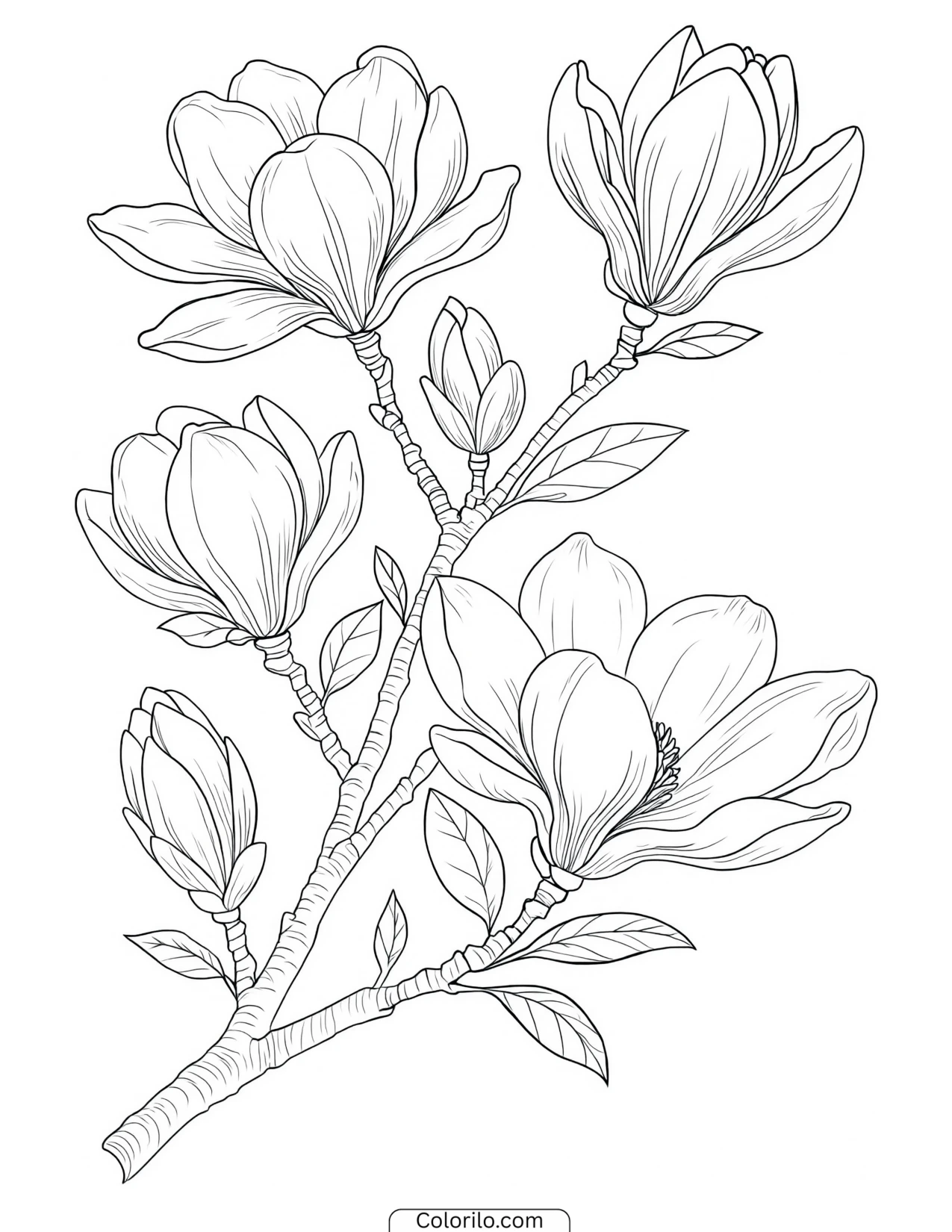 Branch of magnolia in flower coloring page