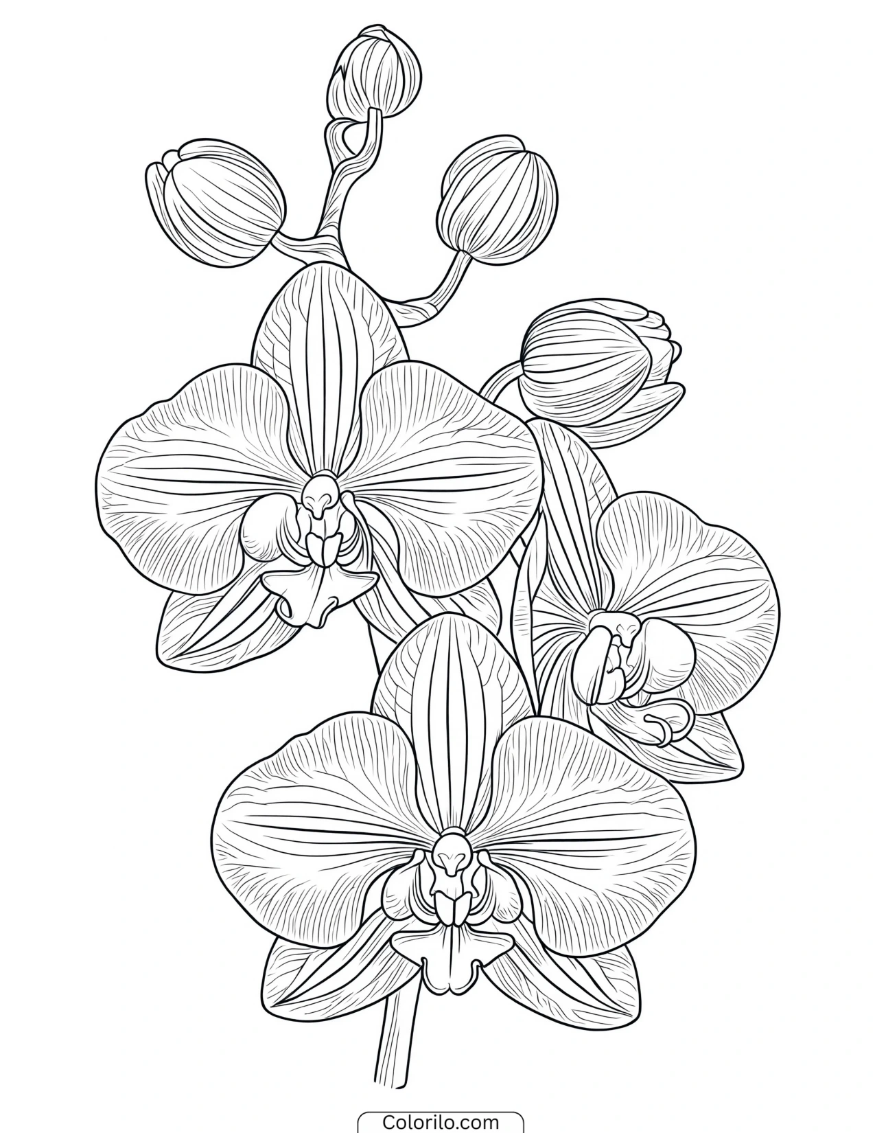 Orchid stem carrying open flowers and buds coloring page