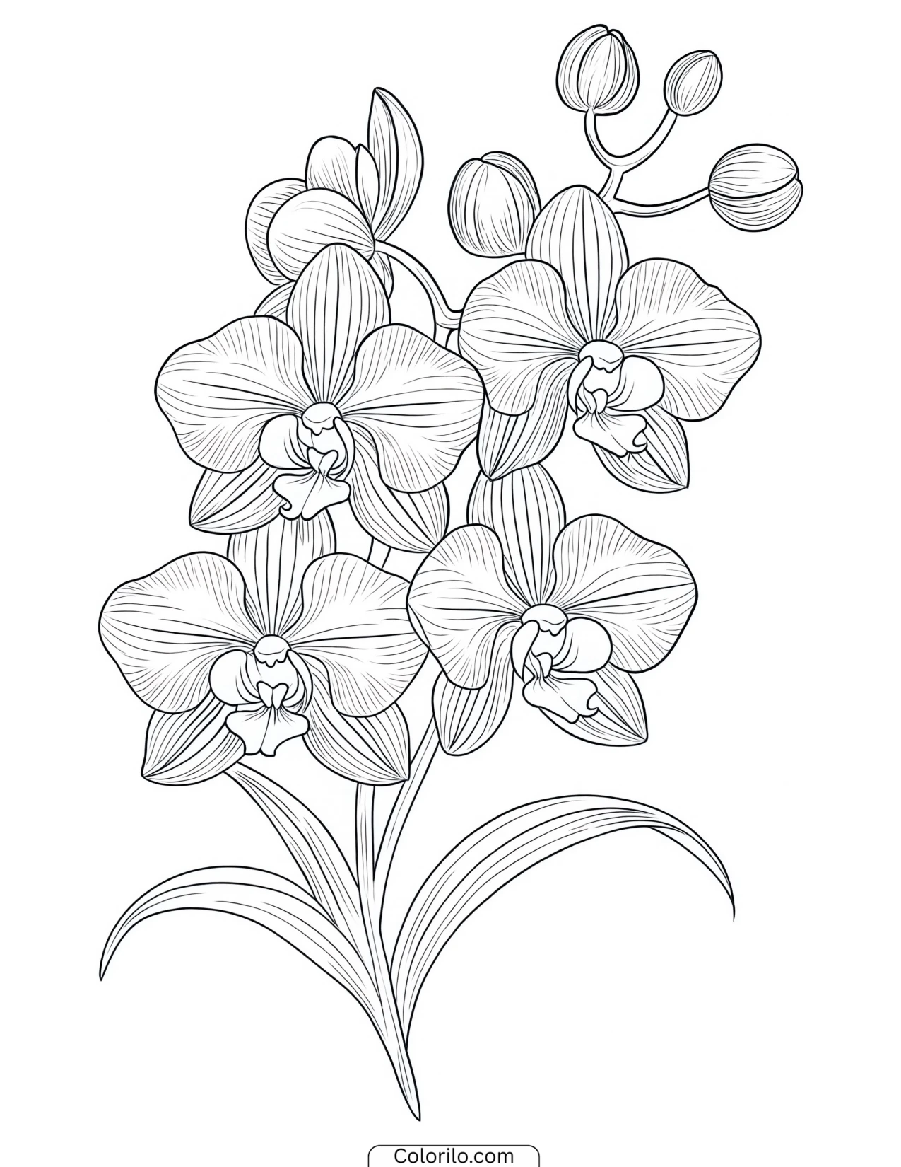 Single arching orchid stem coloring page
