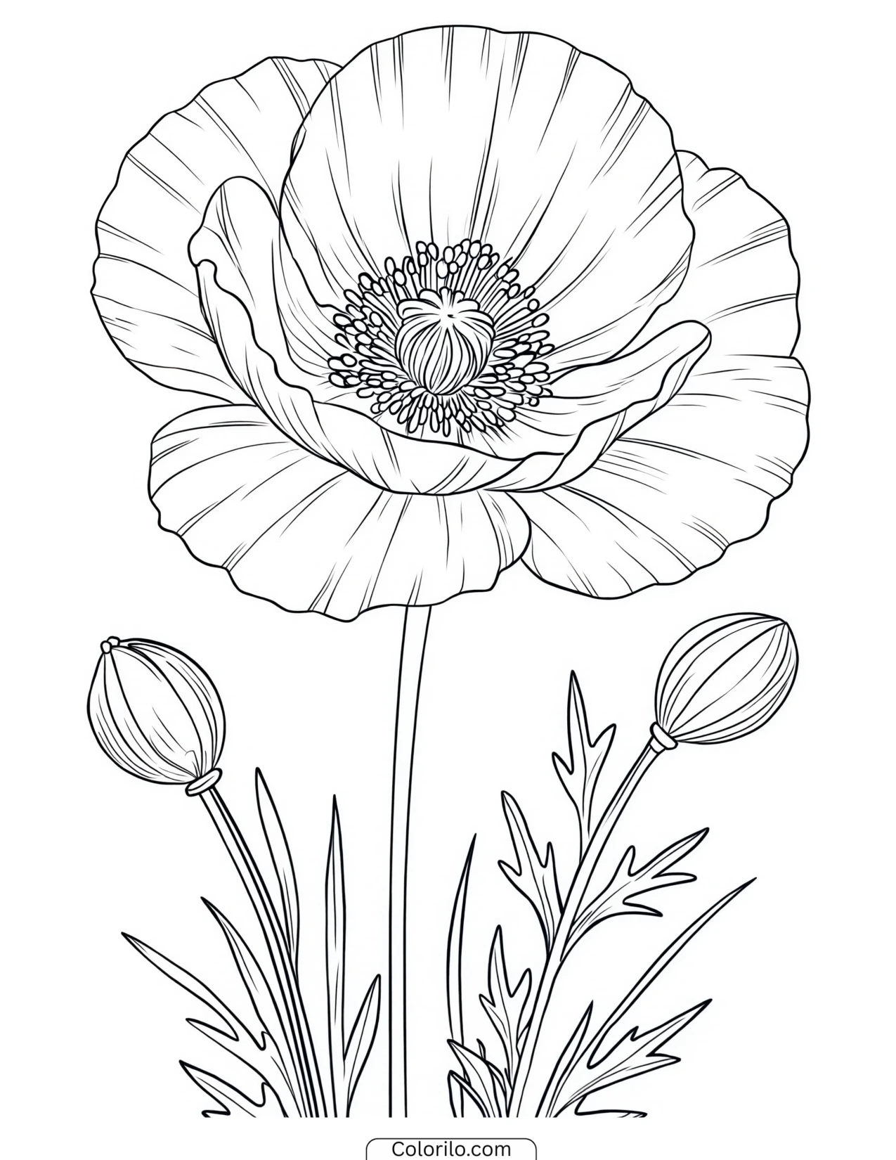 Poppy bloom with buds on slender stems coloring page