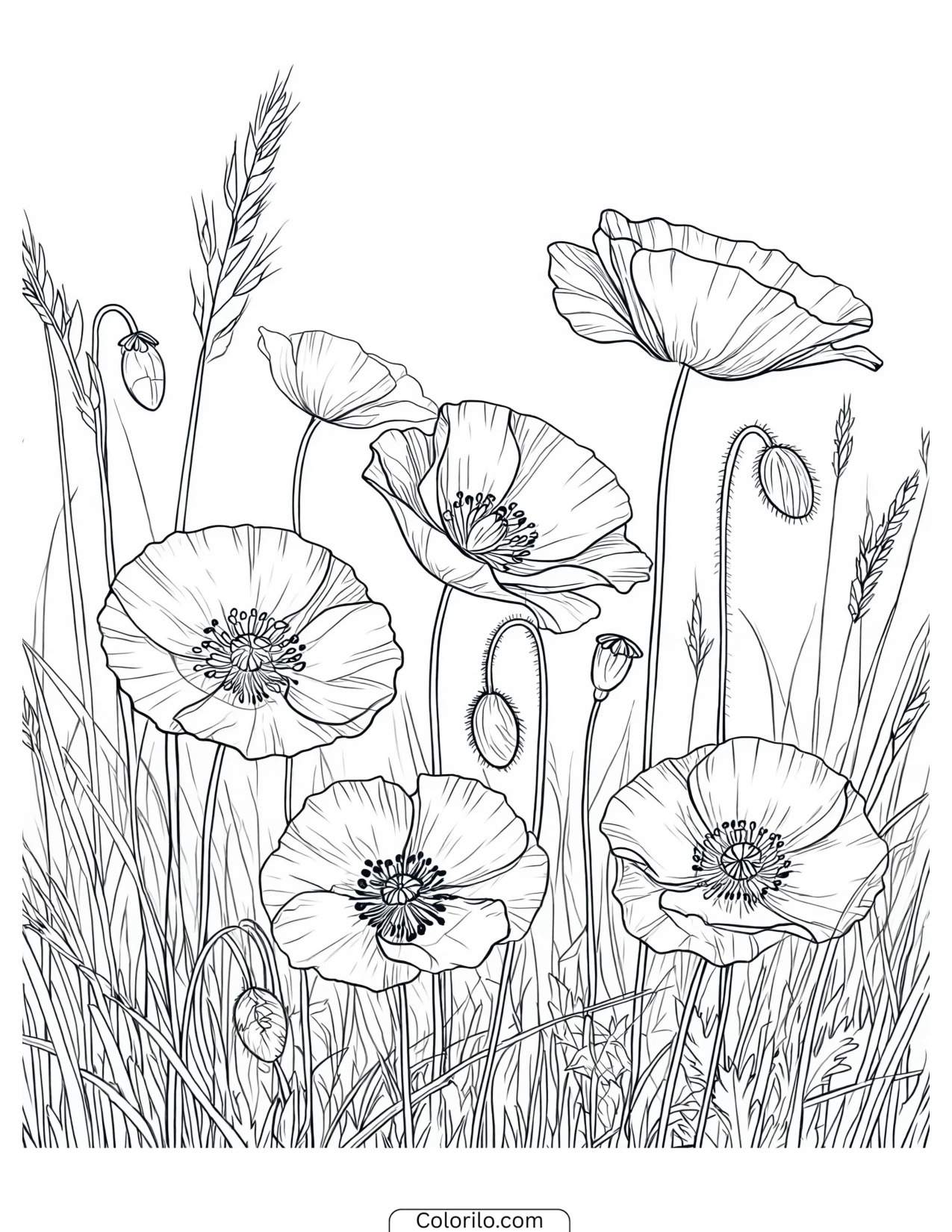 Group of poppy flowers coloring page