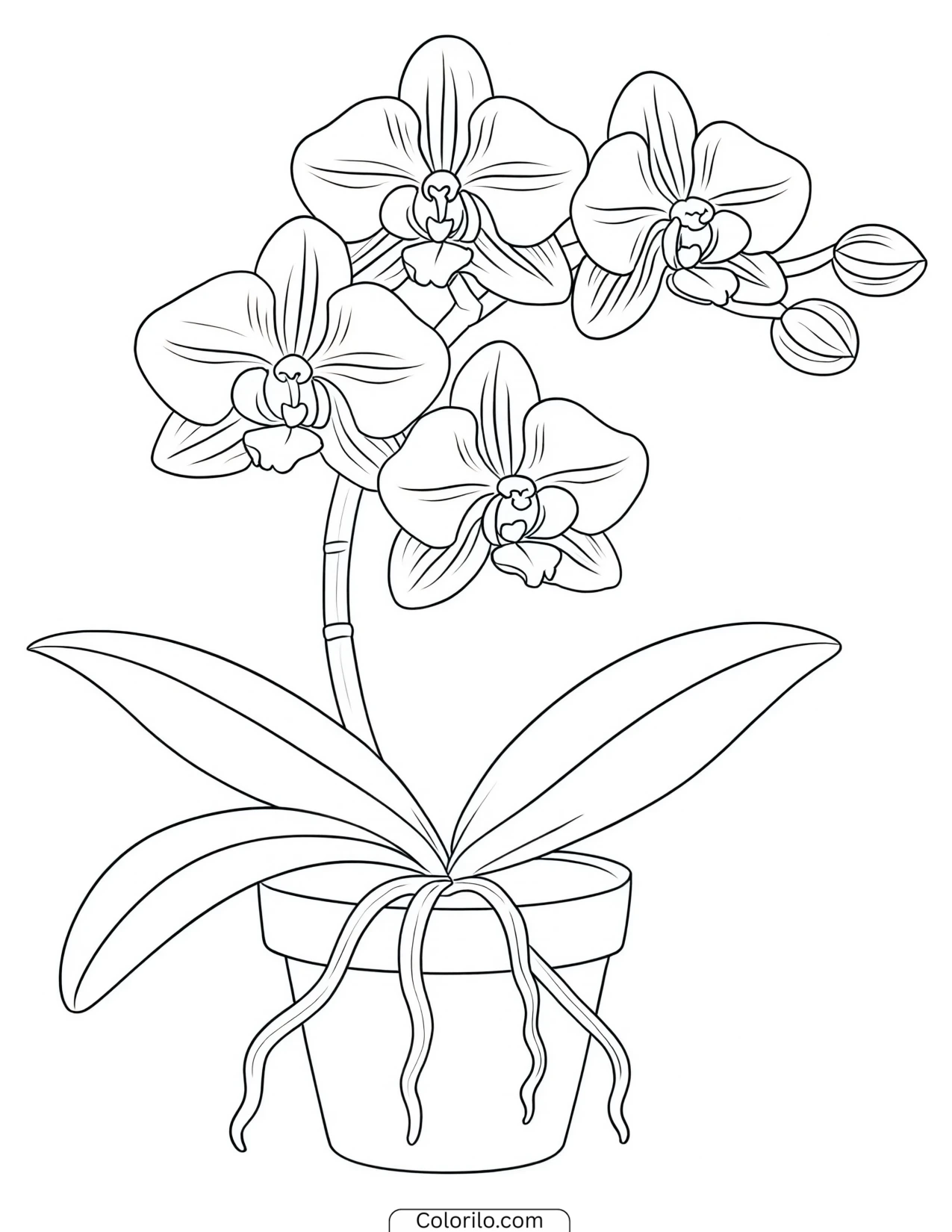 Orchid growing in a pot coloring page