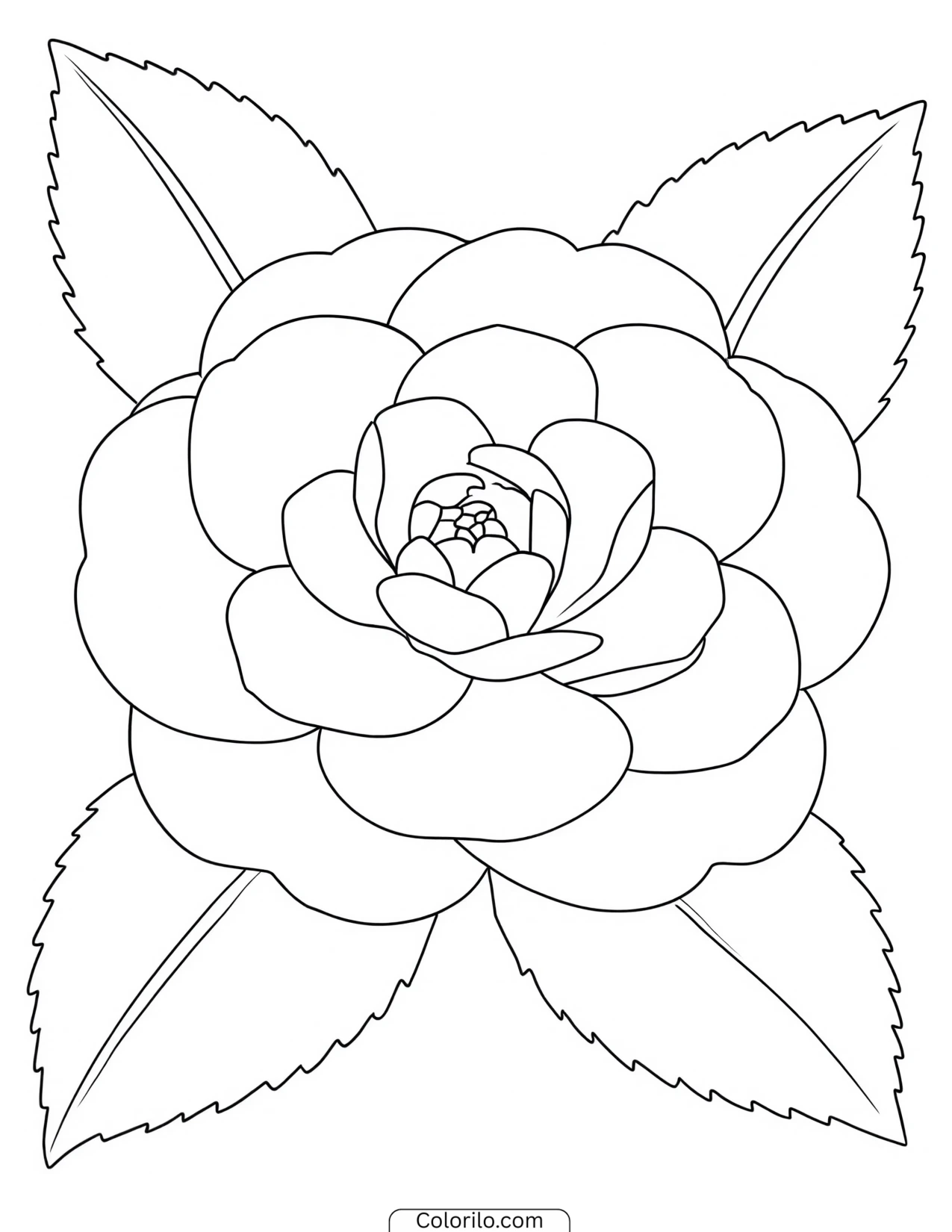 Rose bloom against dark shaded leaves coloring page