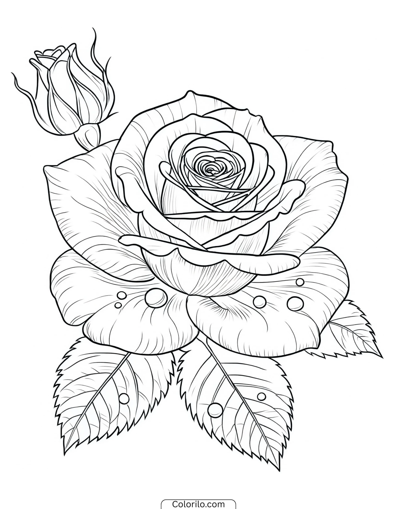 Rose bloom scattered with dewdrops coloring page
