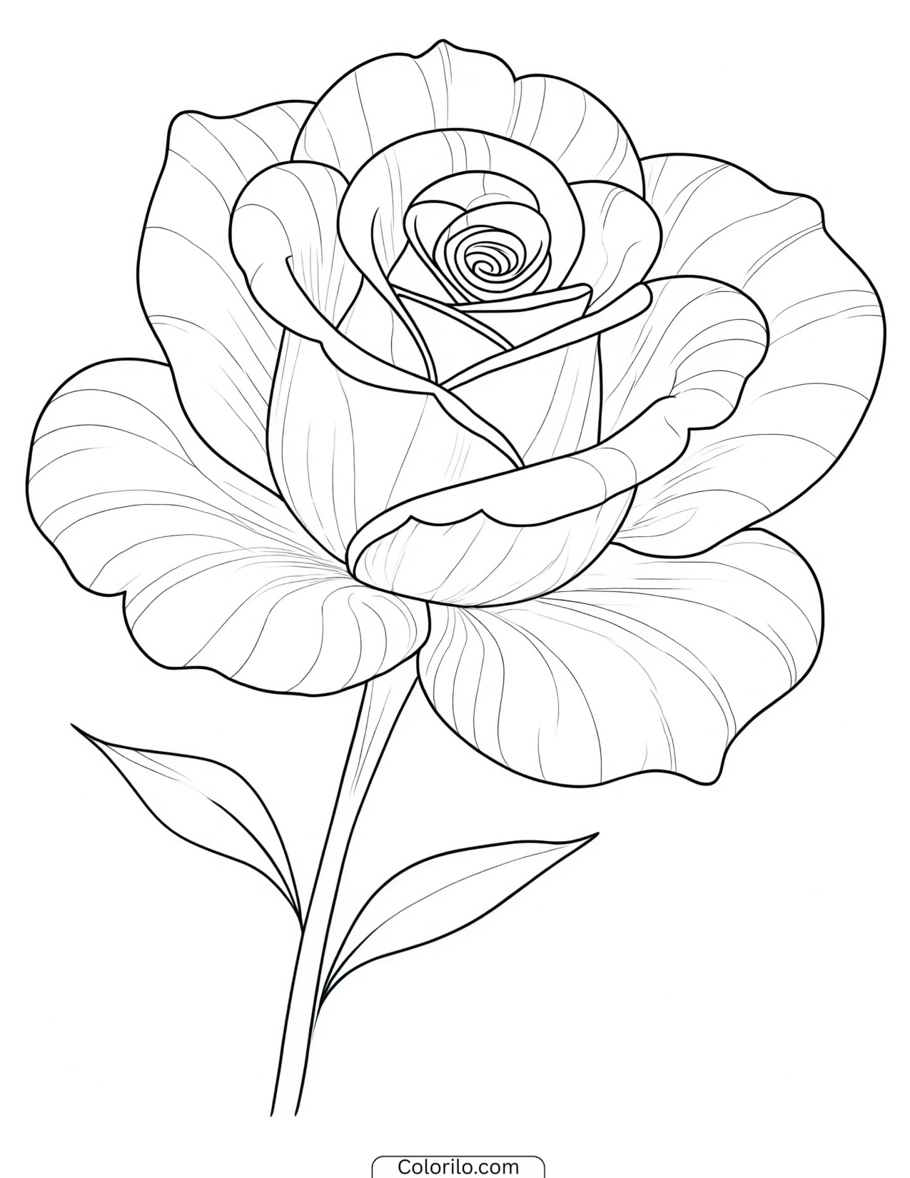 One rose in full bloom coloring page