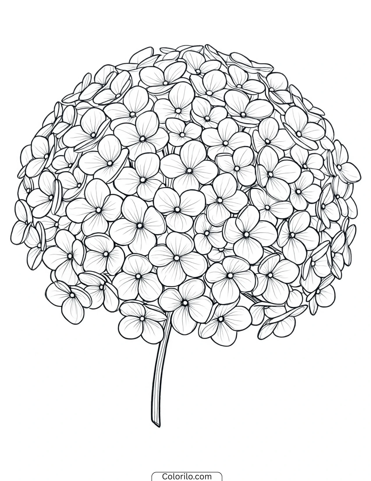 One hydrangea head in close detail coloring page